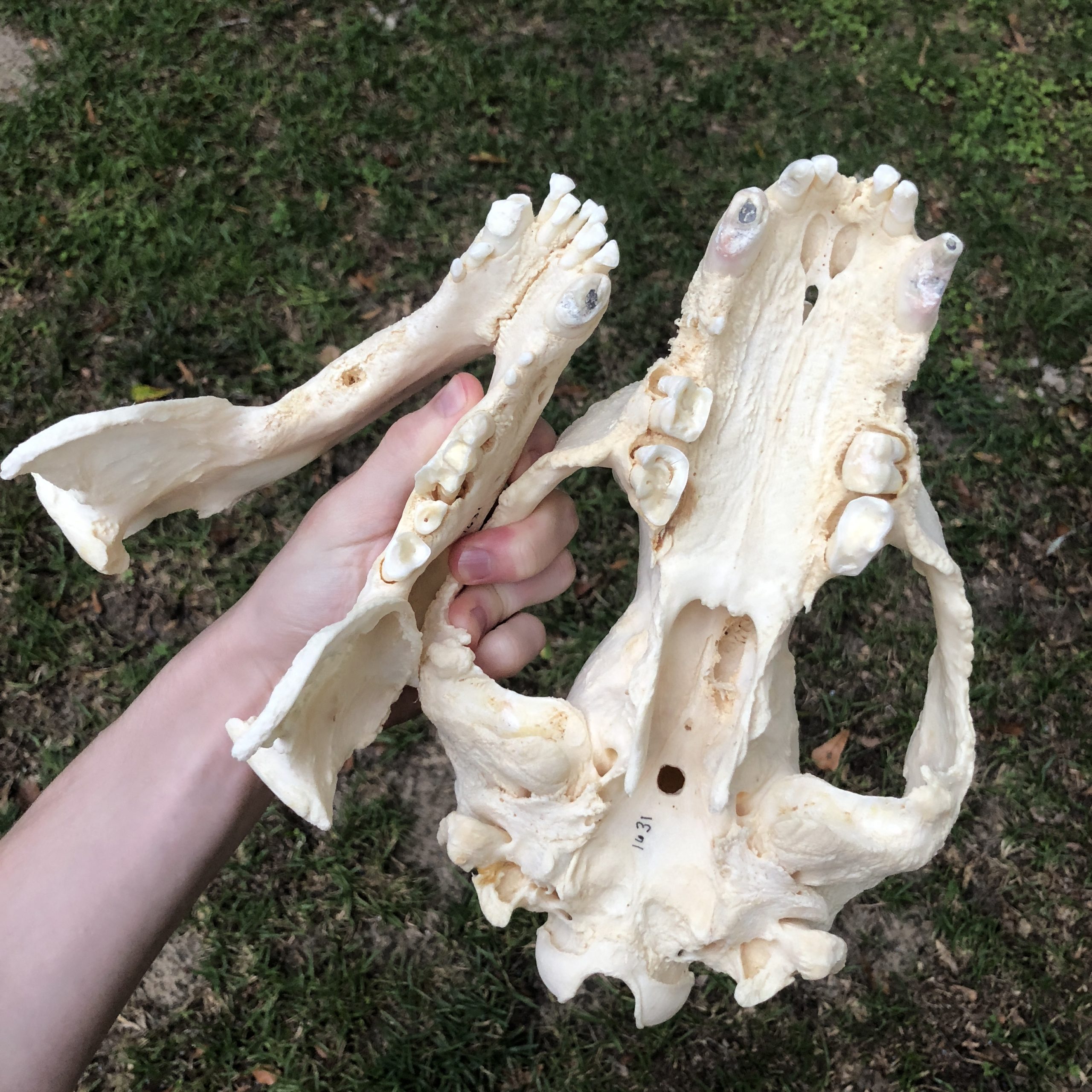 spectacled bear skull
