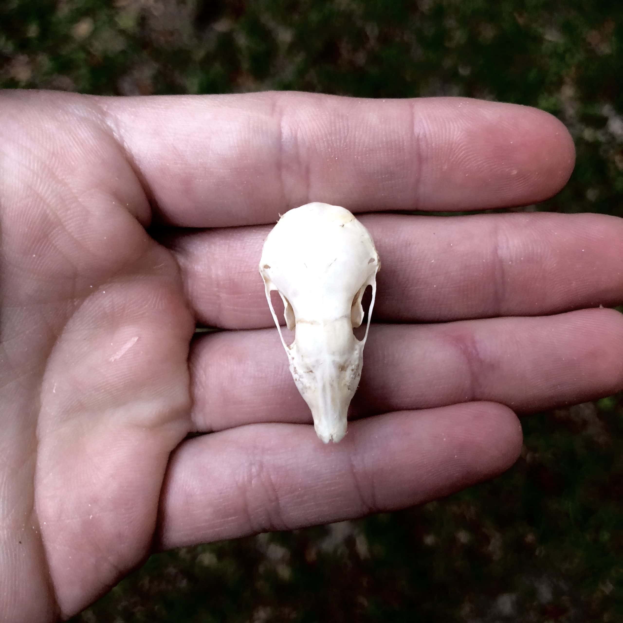mole skull