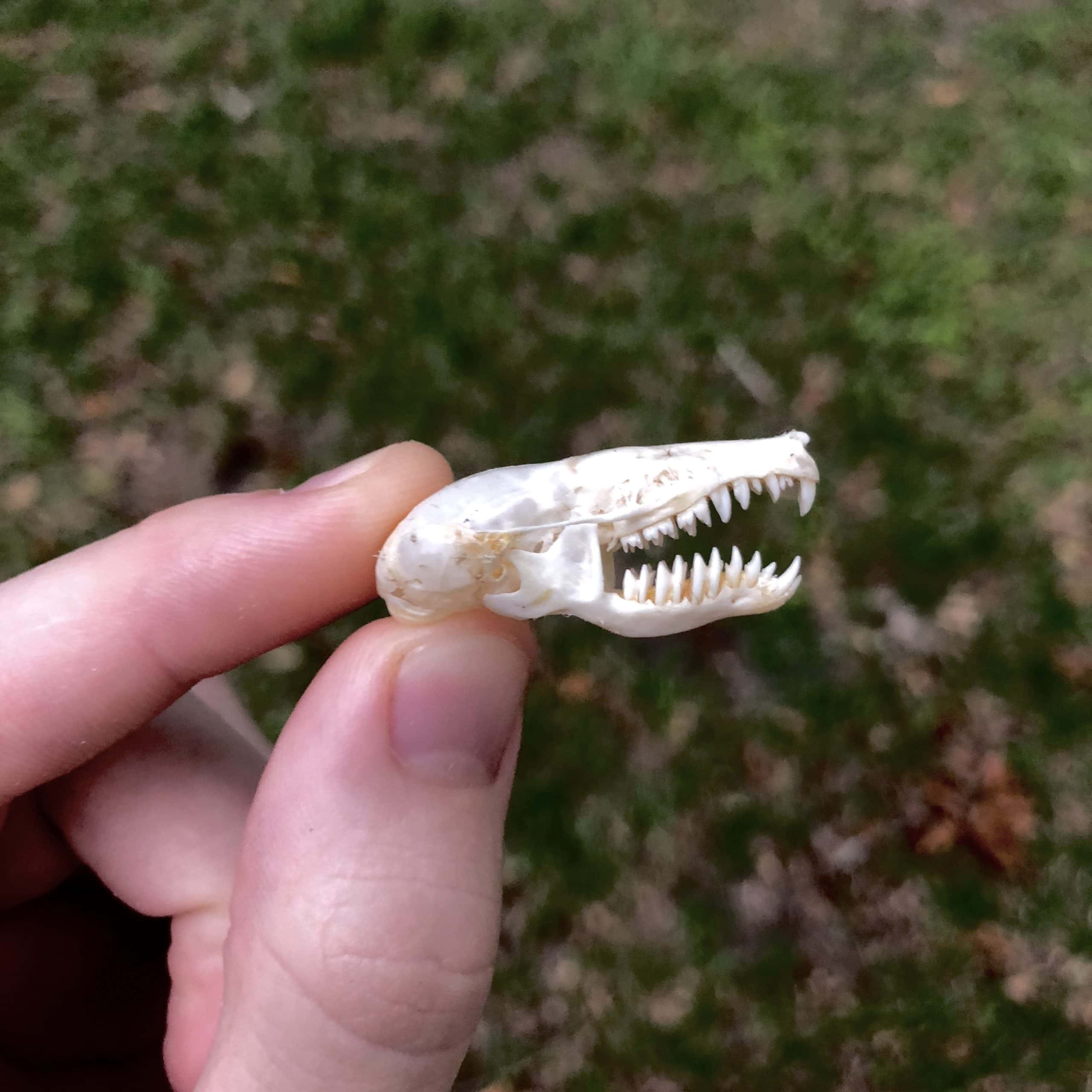 mole skull