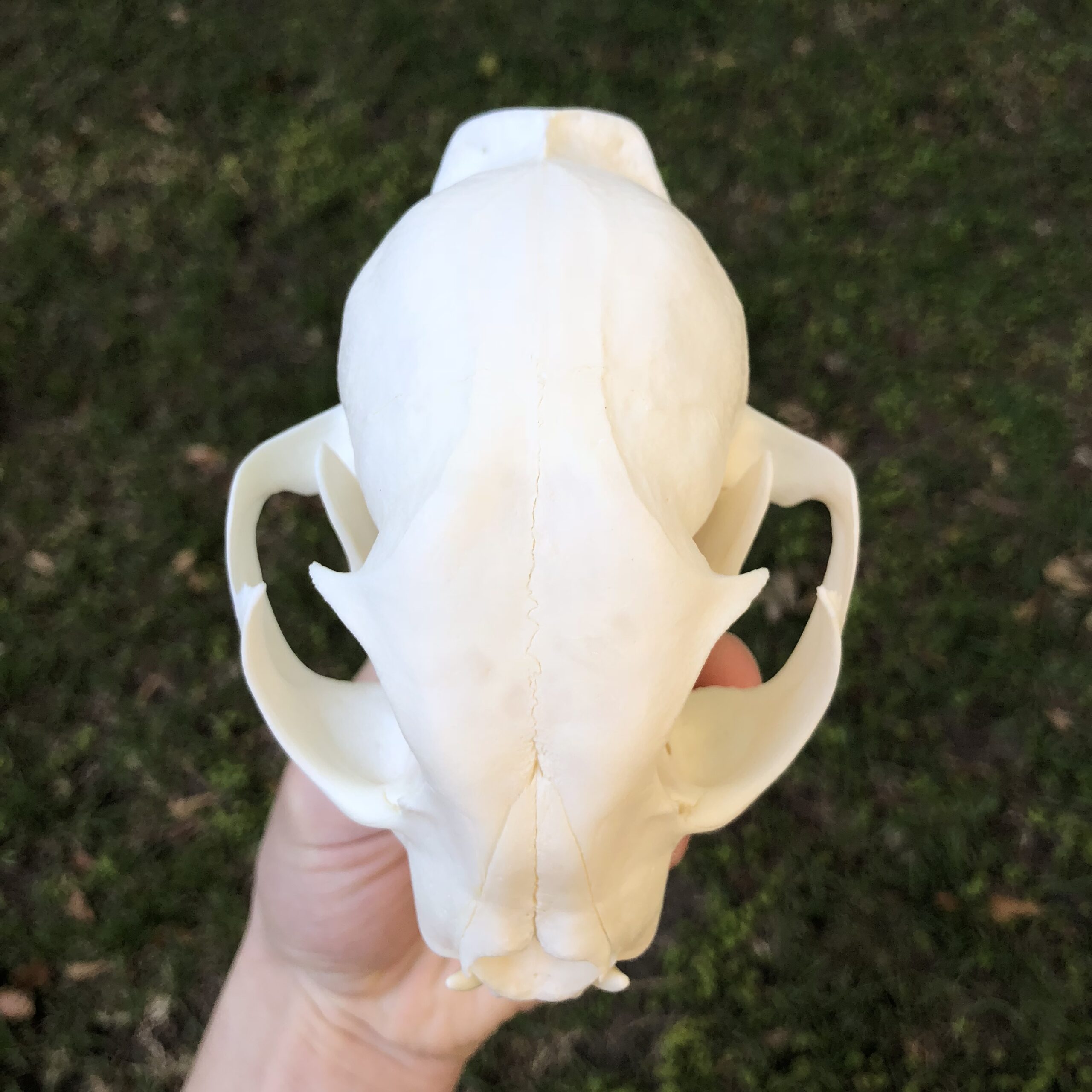 lynx skull