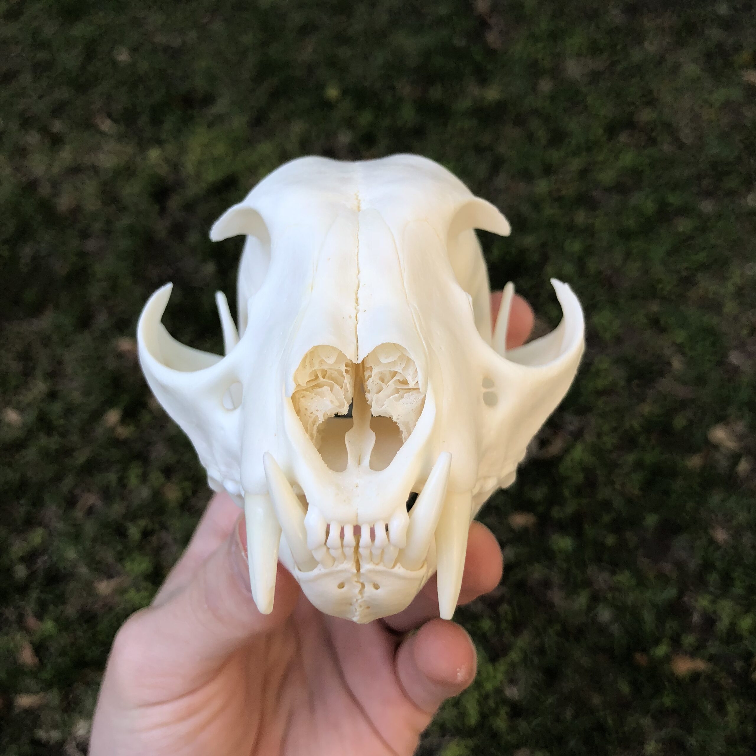 lynx skull front view showing turbinates and teeth