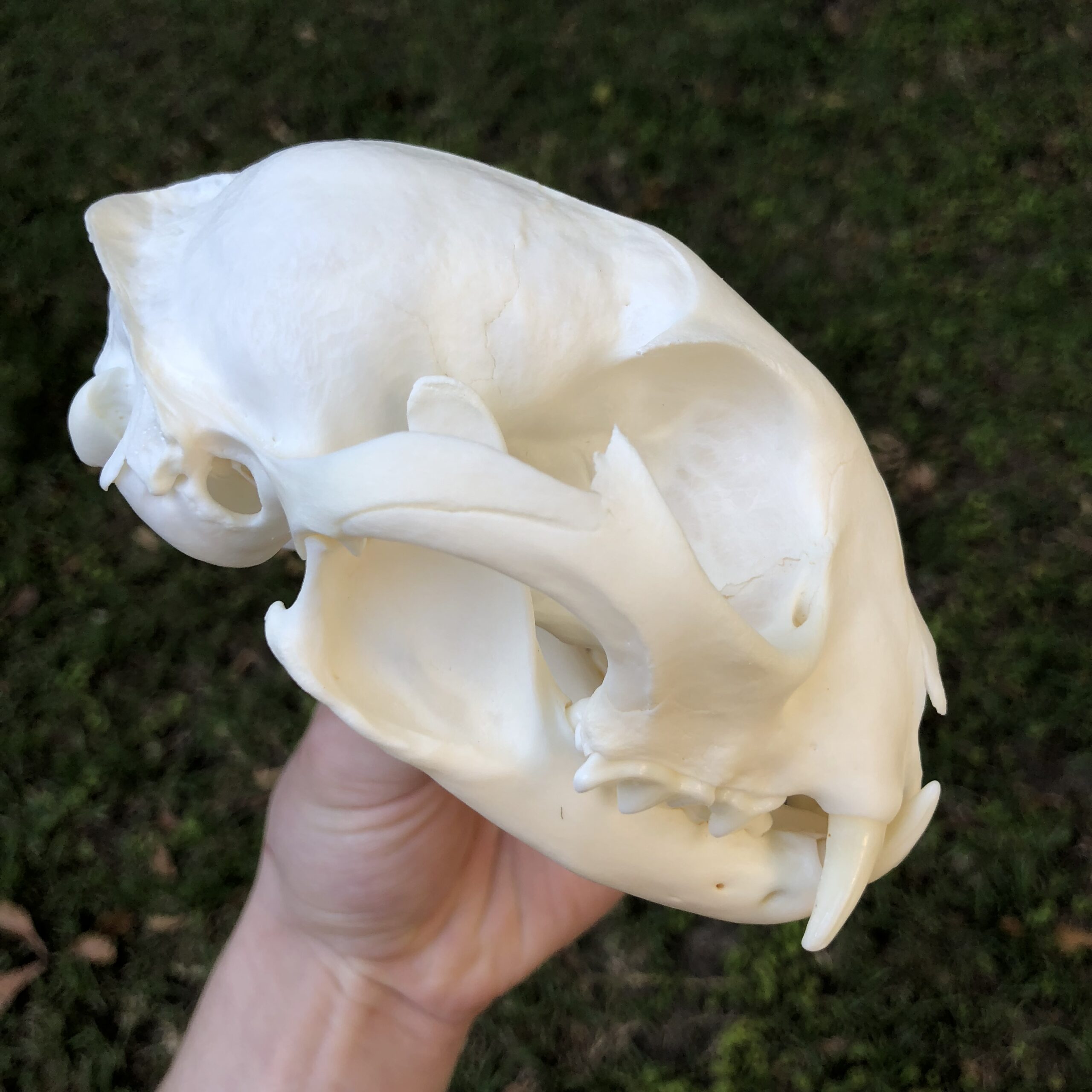 lynx skull