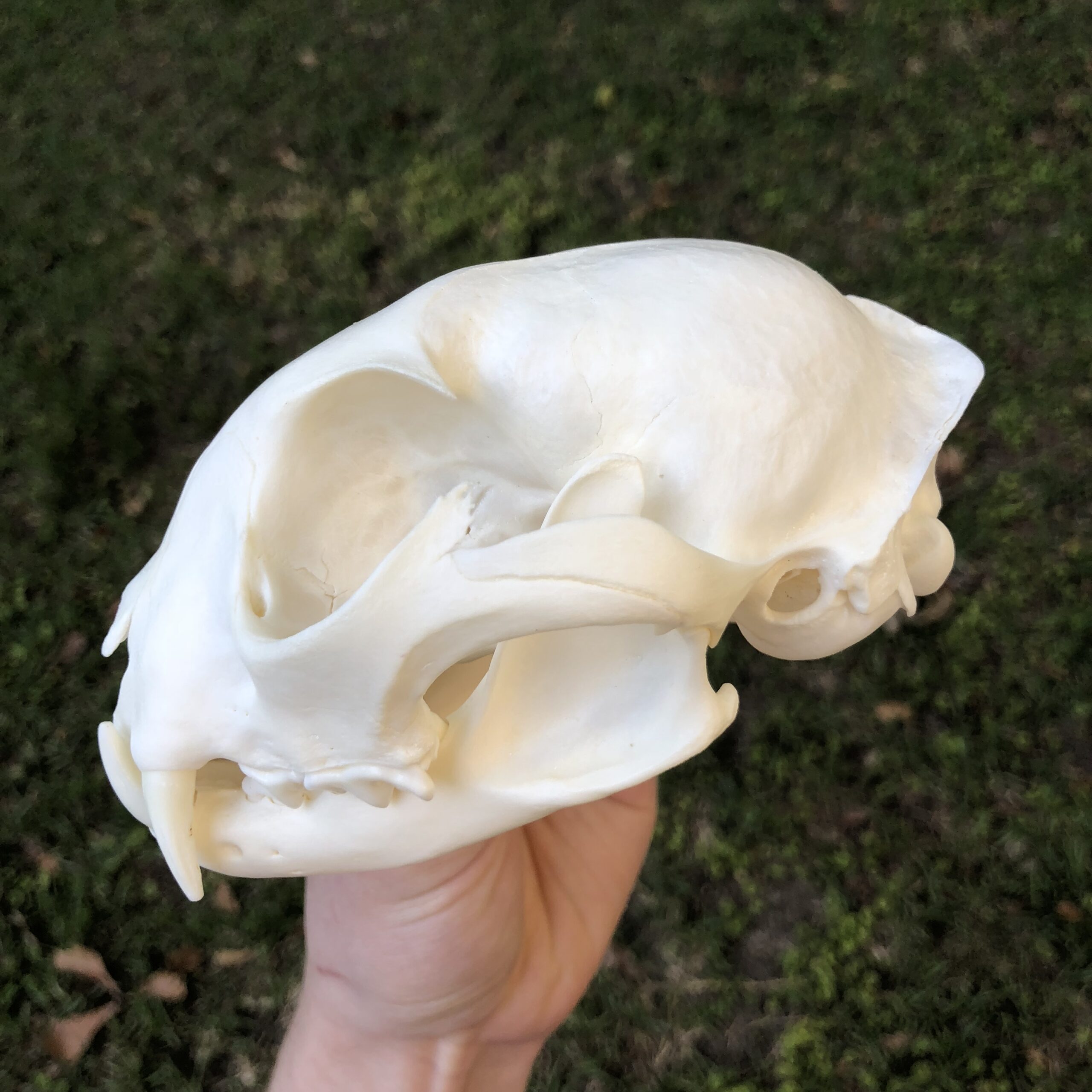 lynx skull