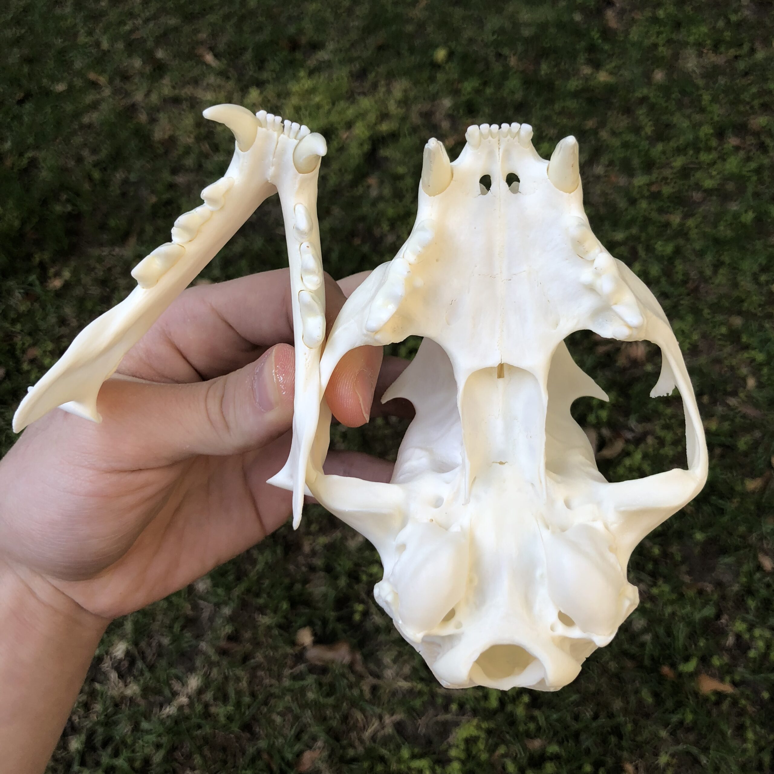 lynx skull palate showing dentition