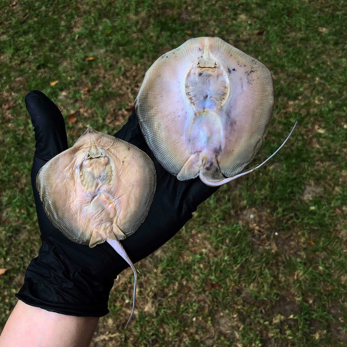 preserved stingray wet specimen