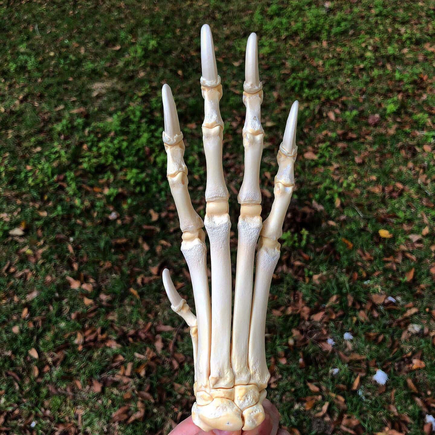articulated wolf paw skeleton bones
