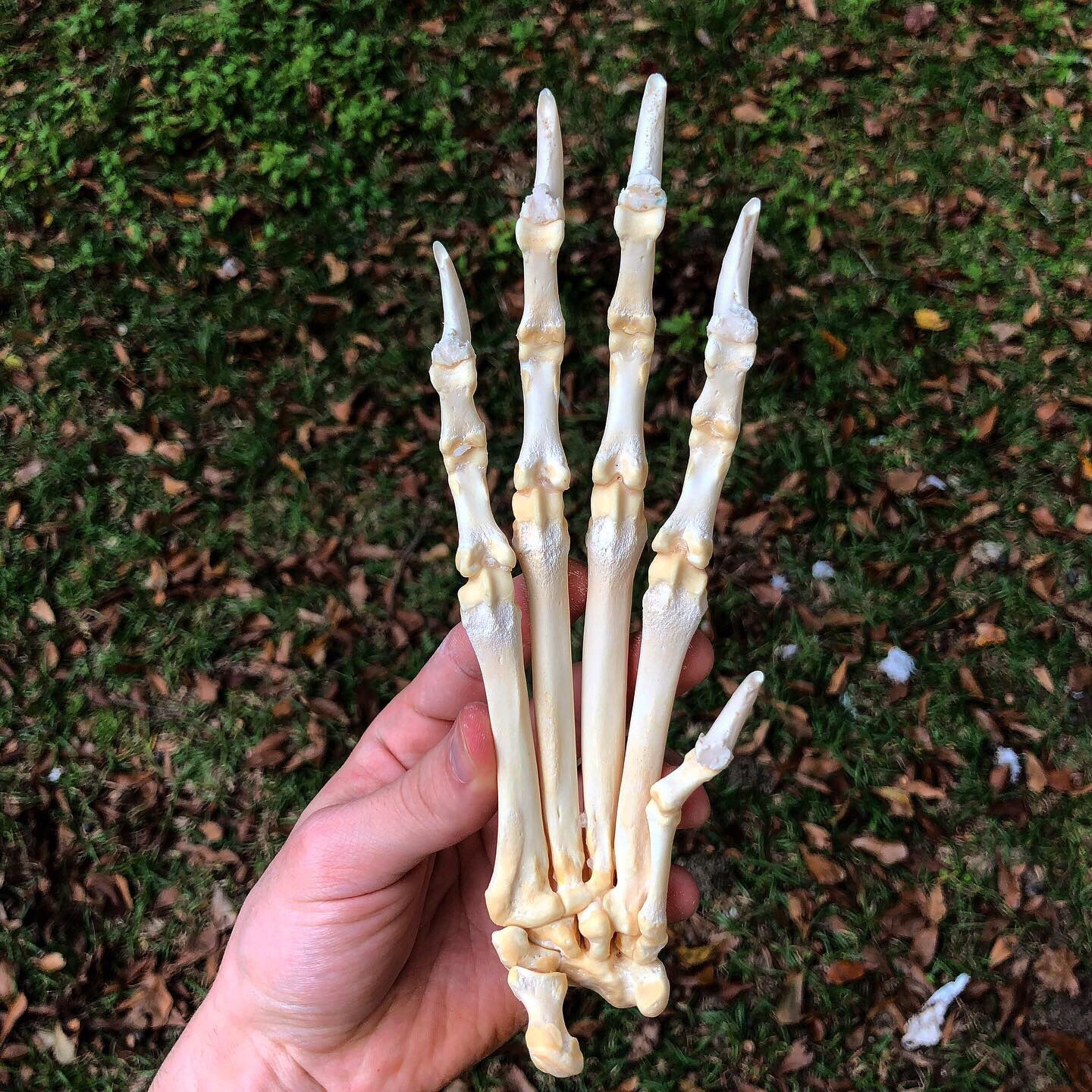 articulated wolf paw skeleton bones