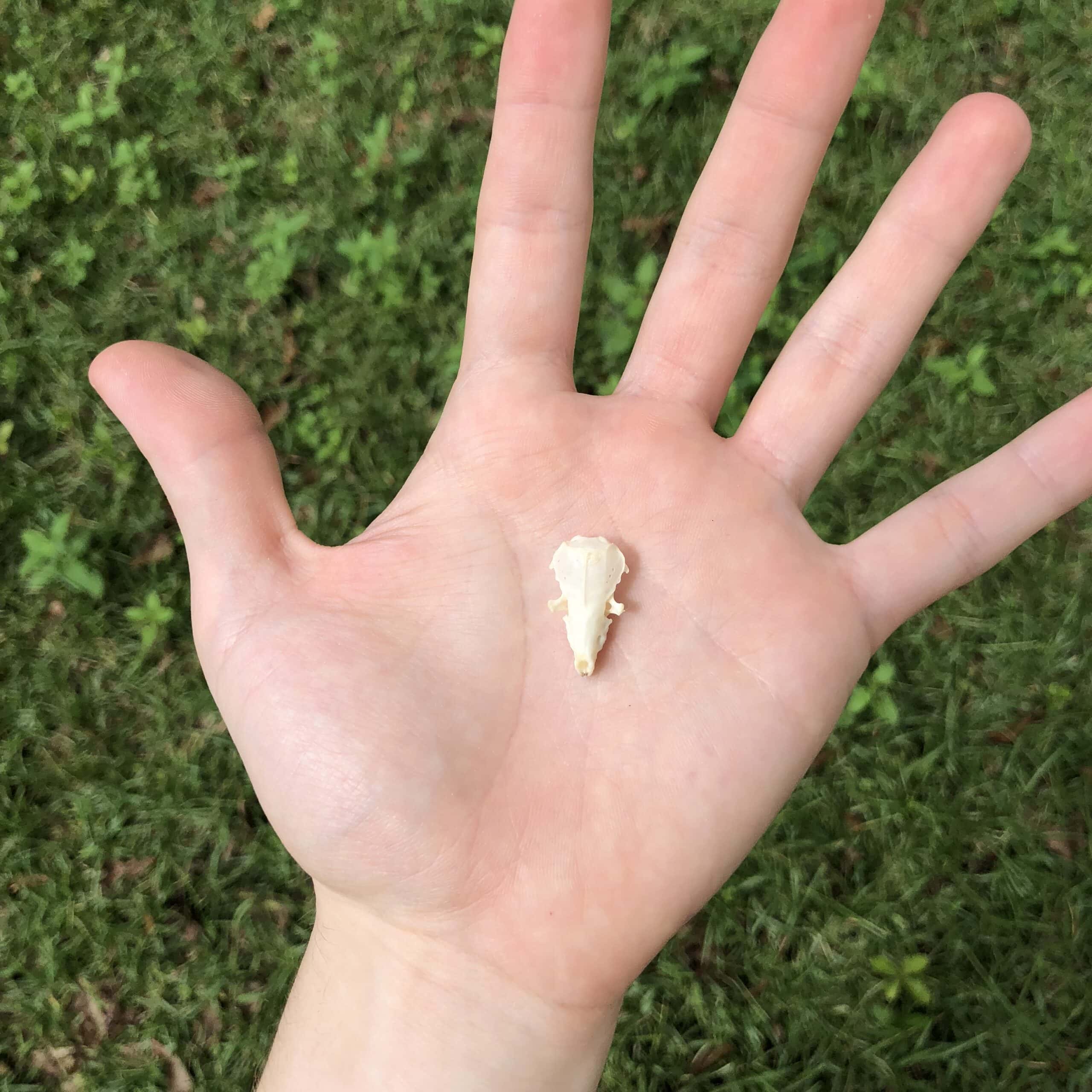 shrew skull