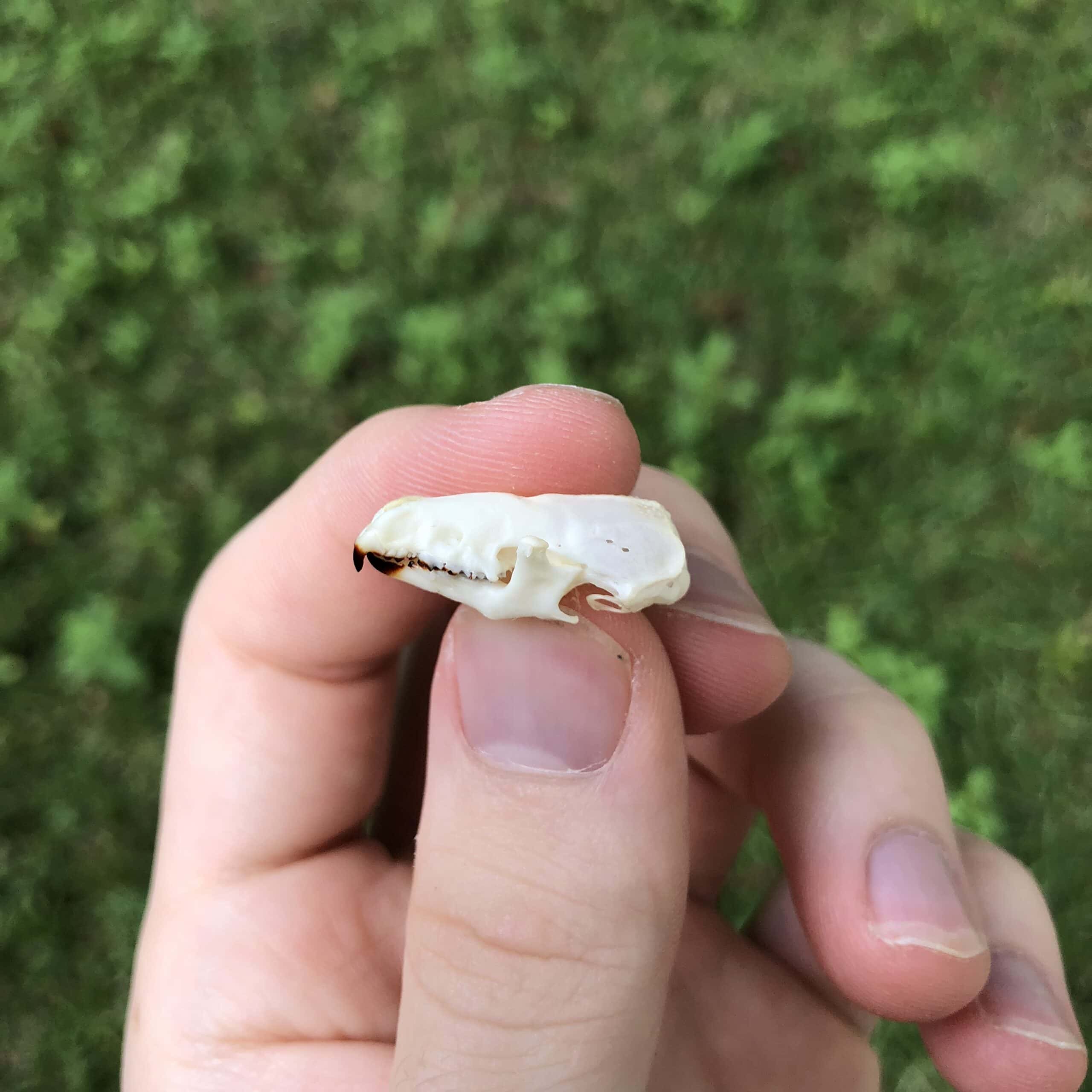 side view of shrew skull