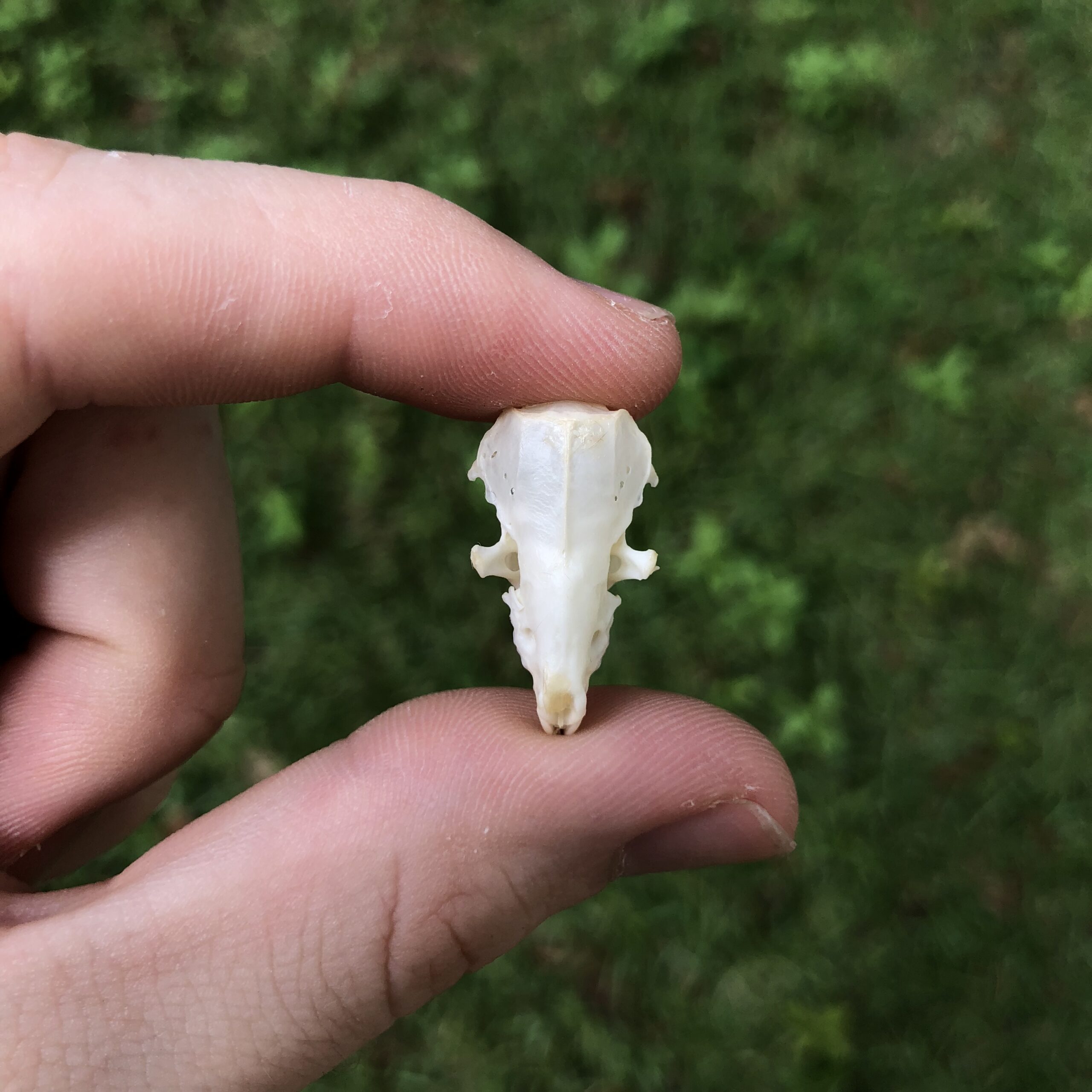 posterior view of shrew skull