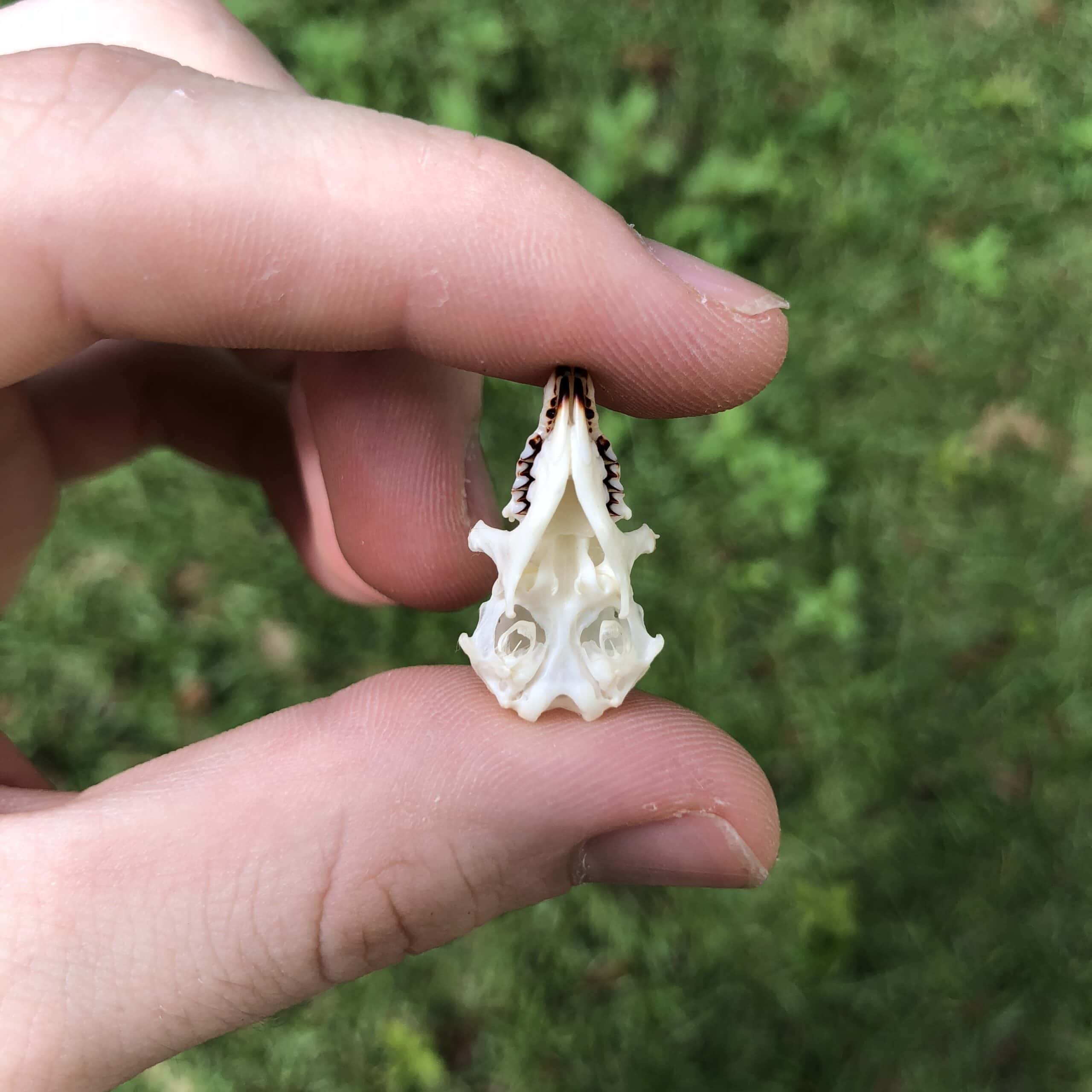 anterior view of shrew skull