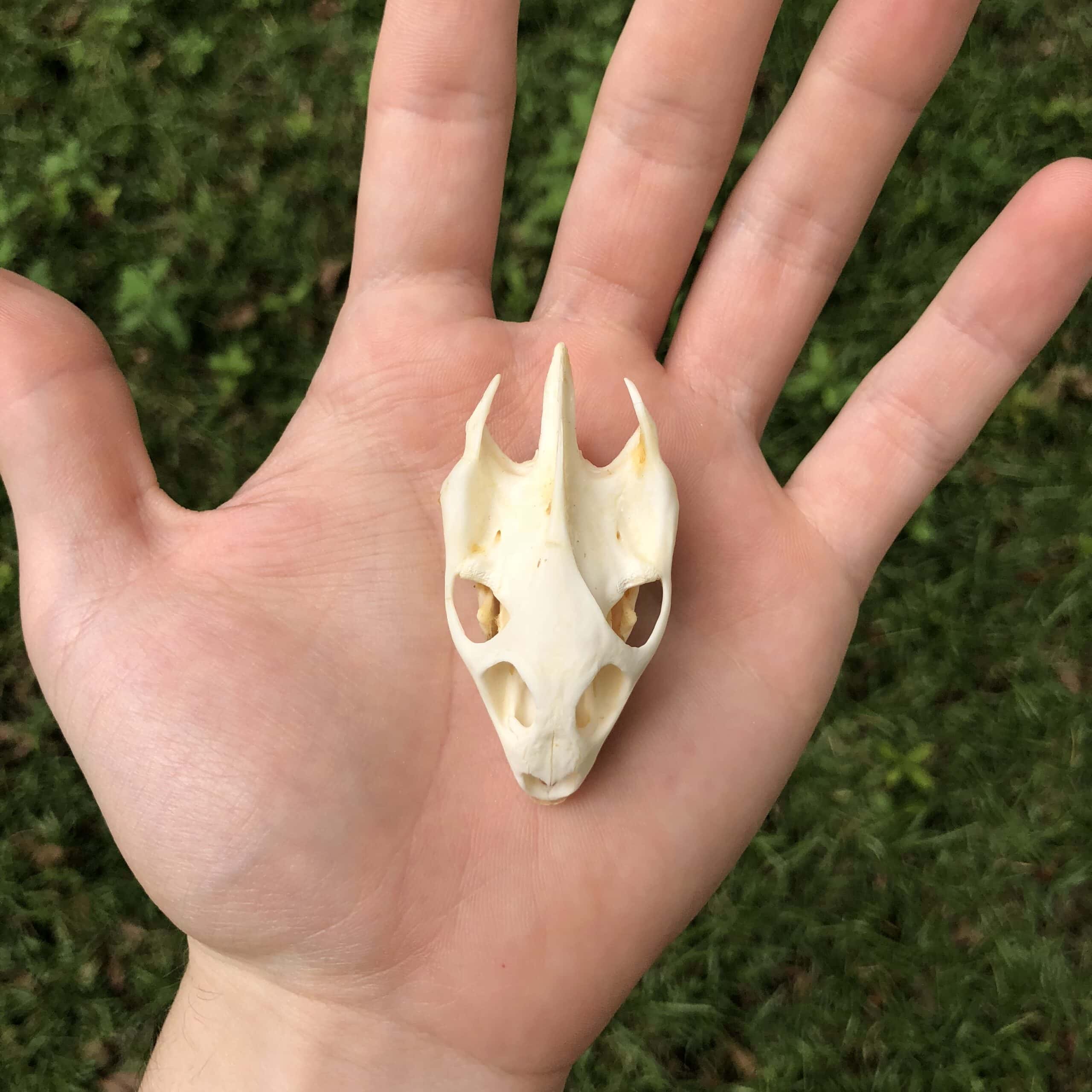softshell turtle skull on hand