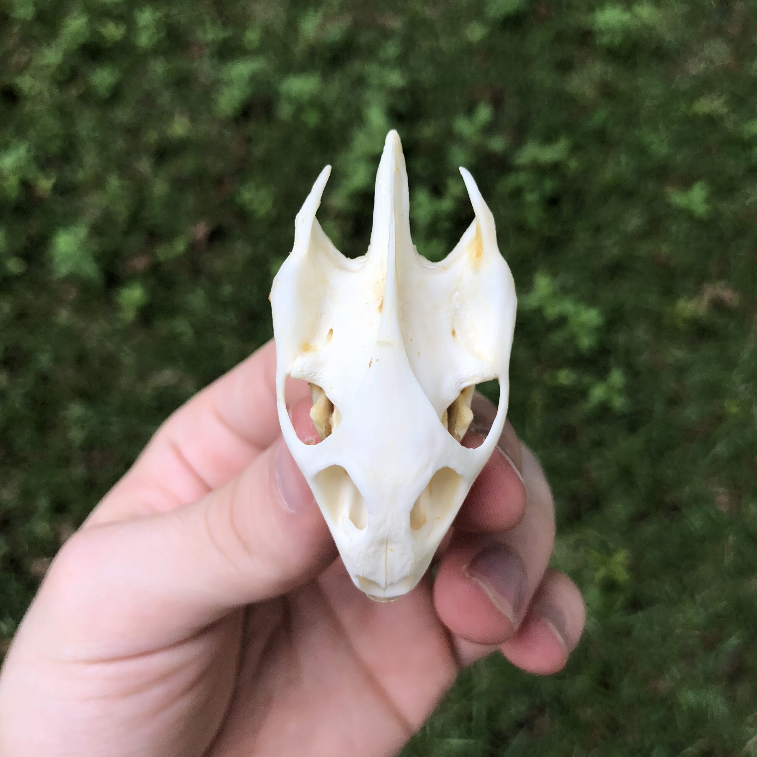 softshell turtle skull