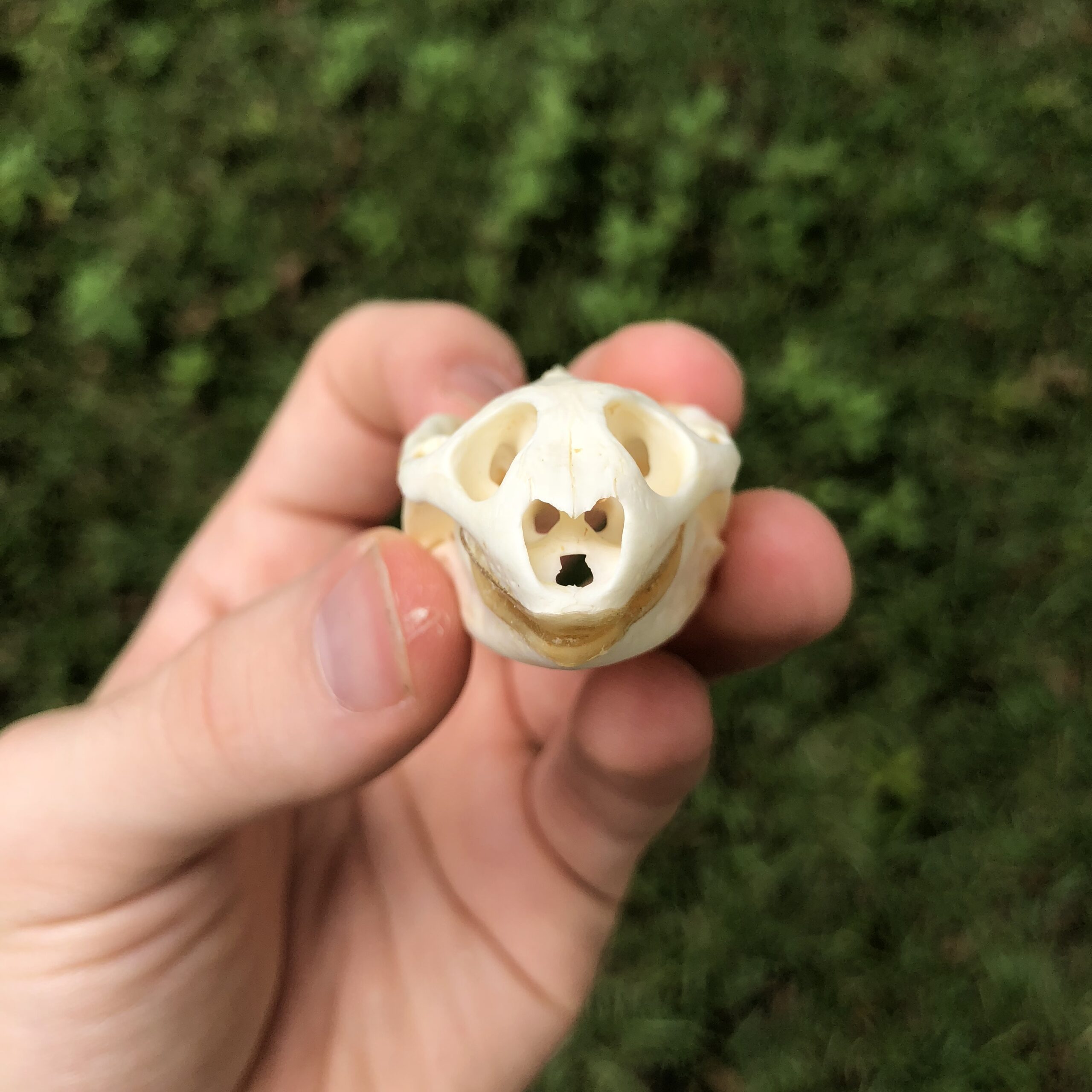 front view of softshell turtle skull