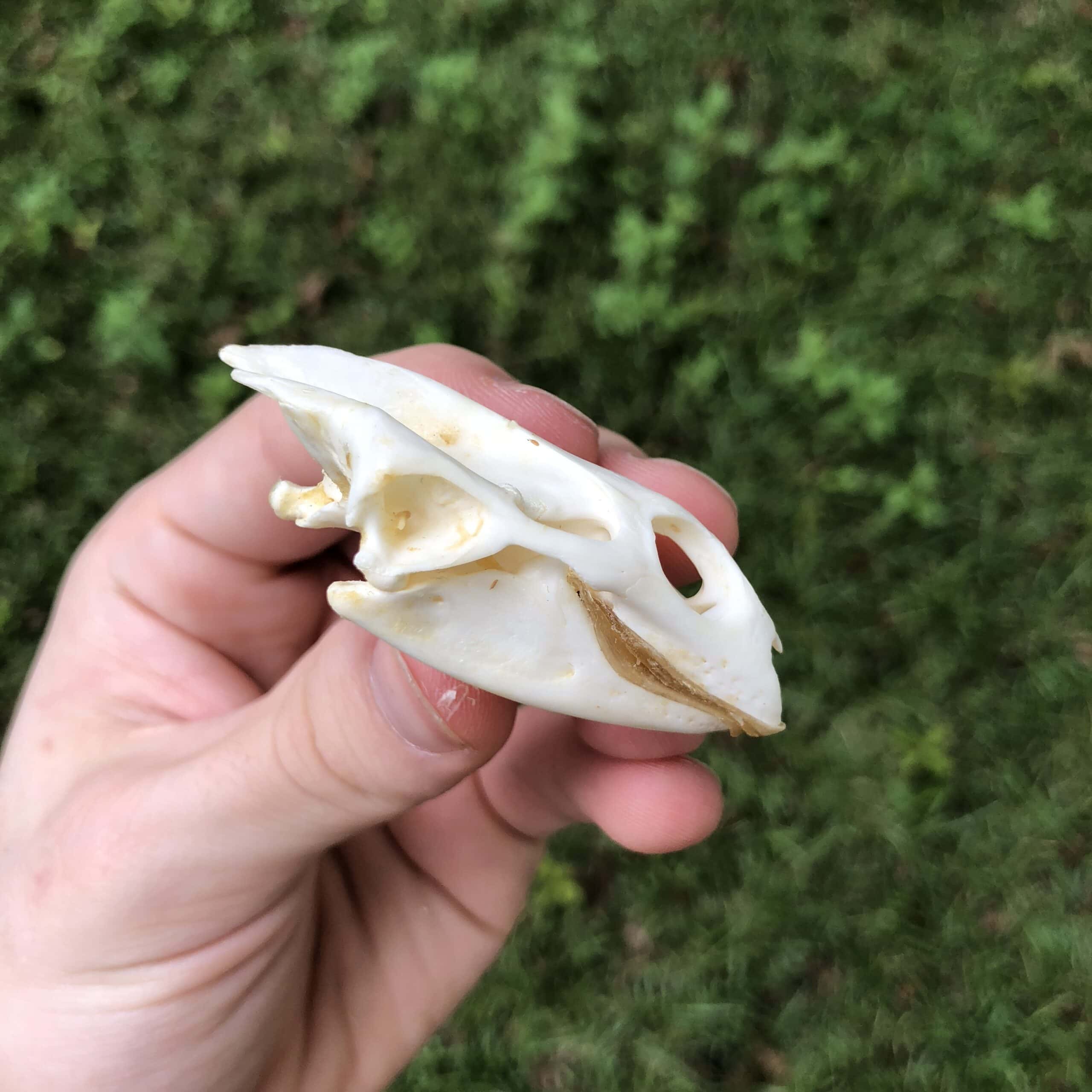 side view of softshell turtle skull