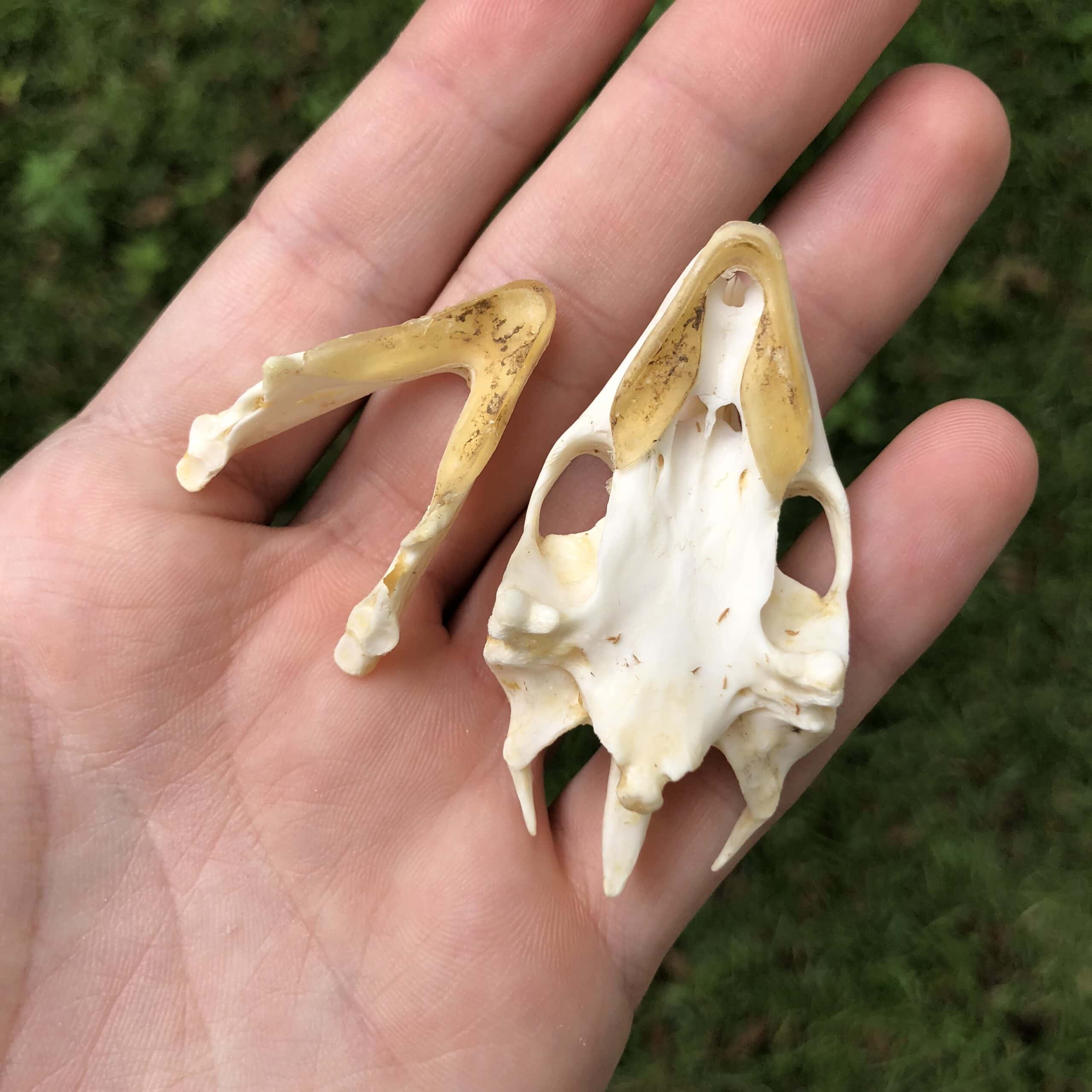 palate view of softshell turtle skull