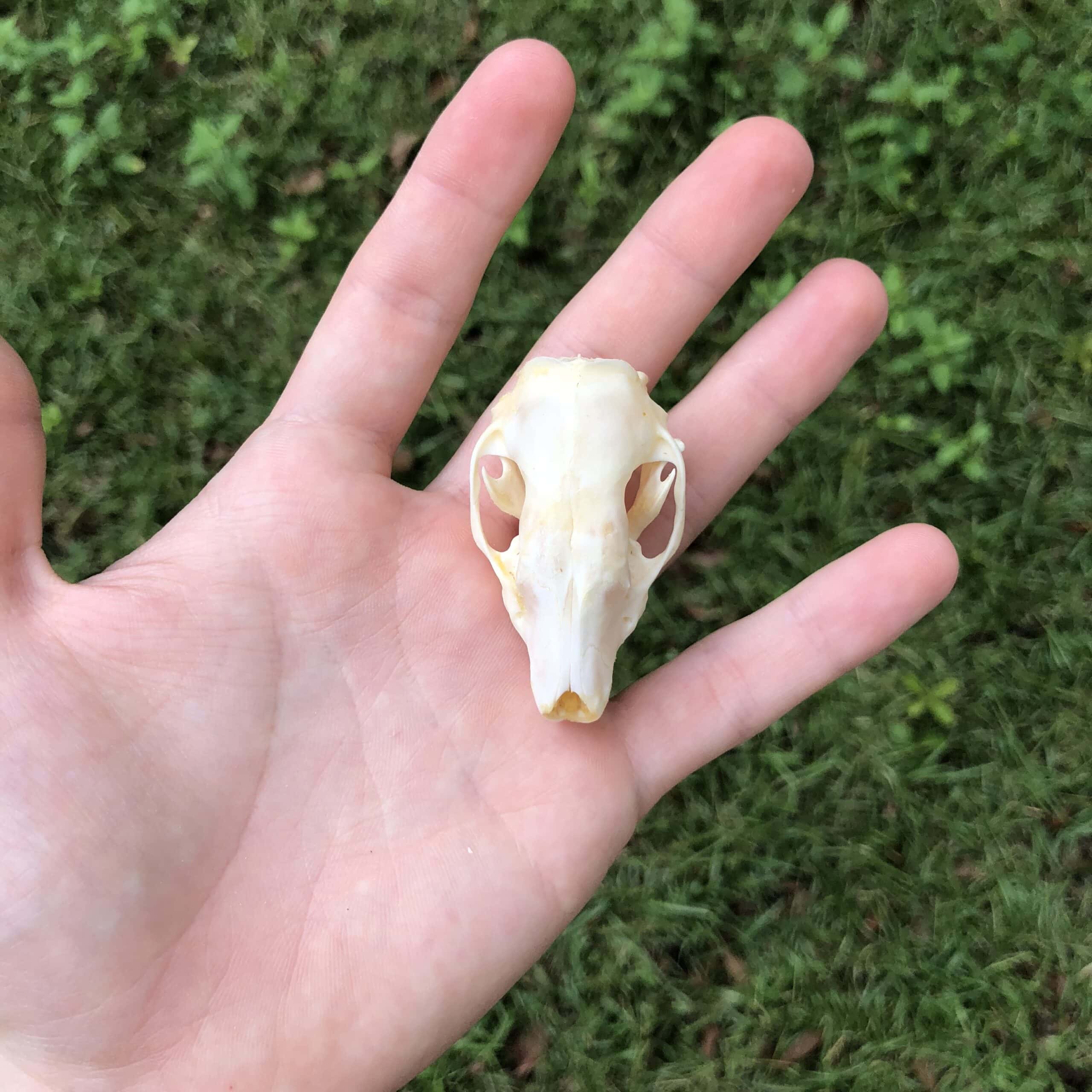 hedgehog skull in hand