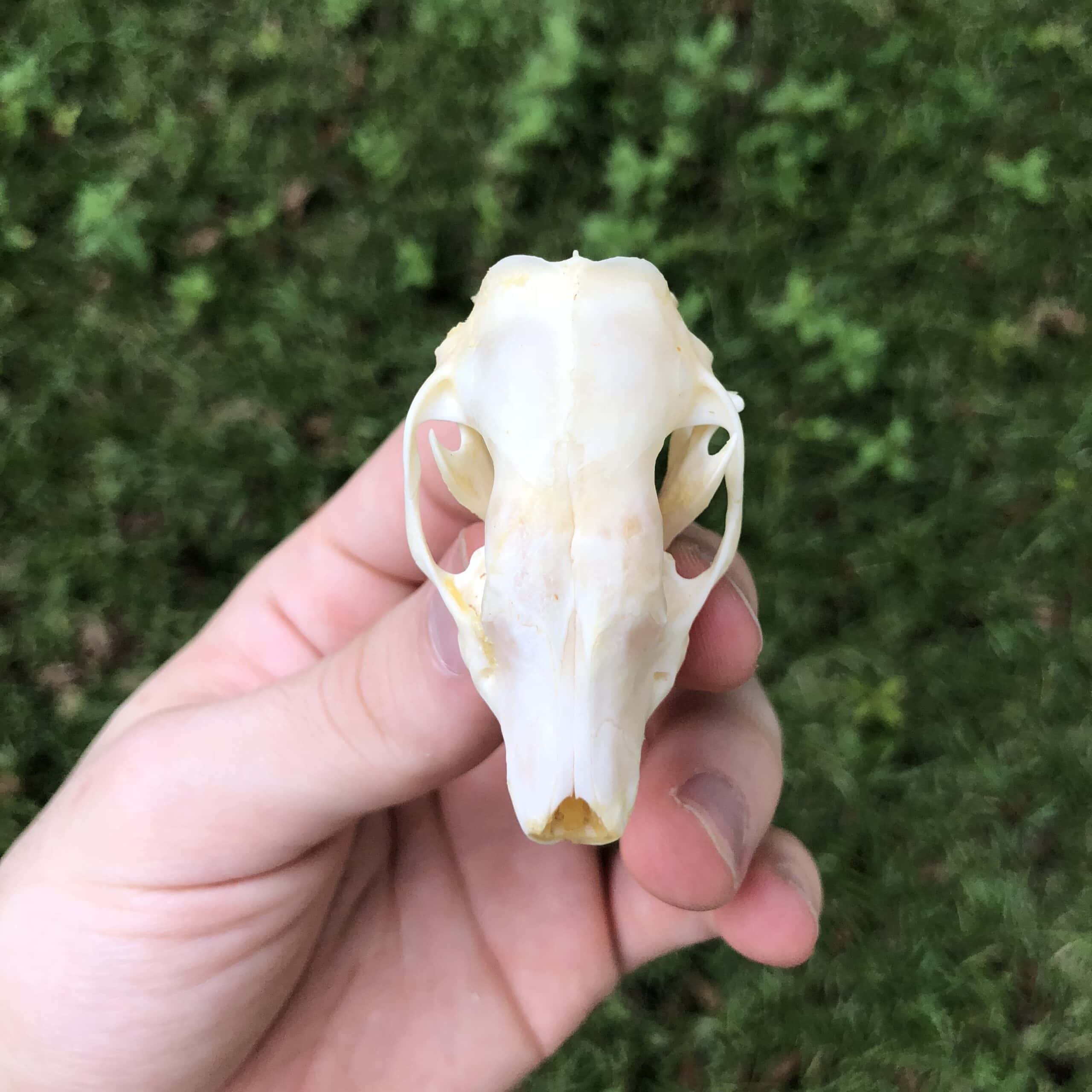 four-toed hedgehog skull