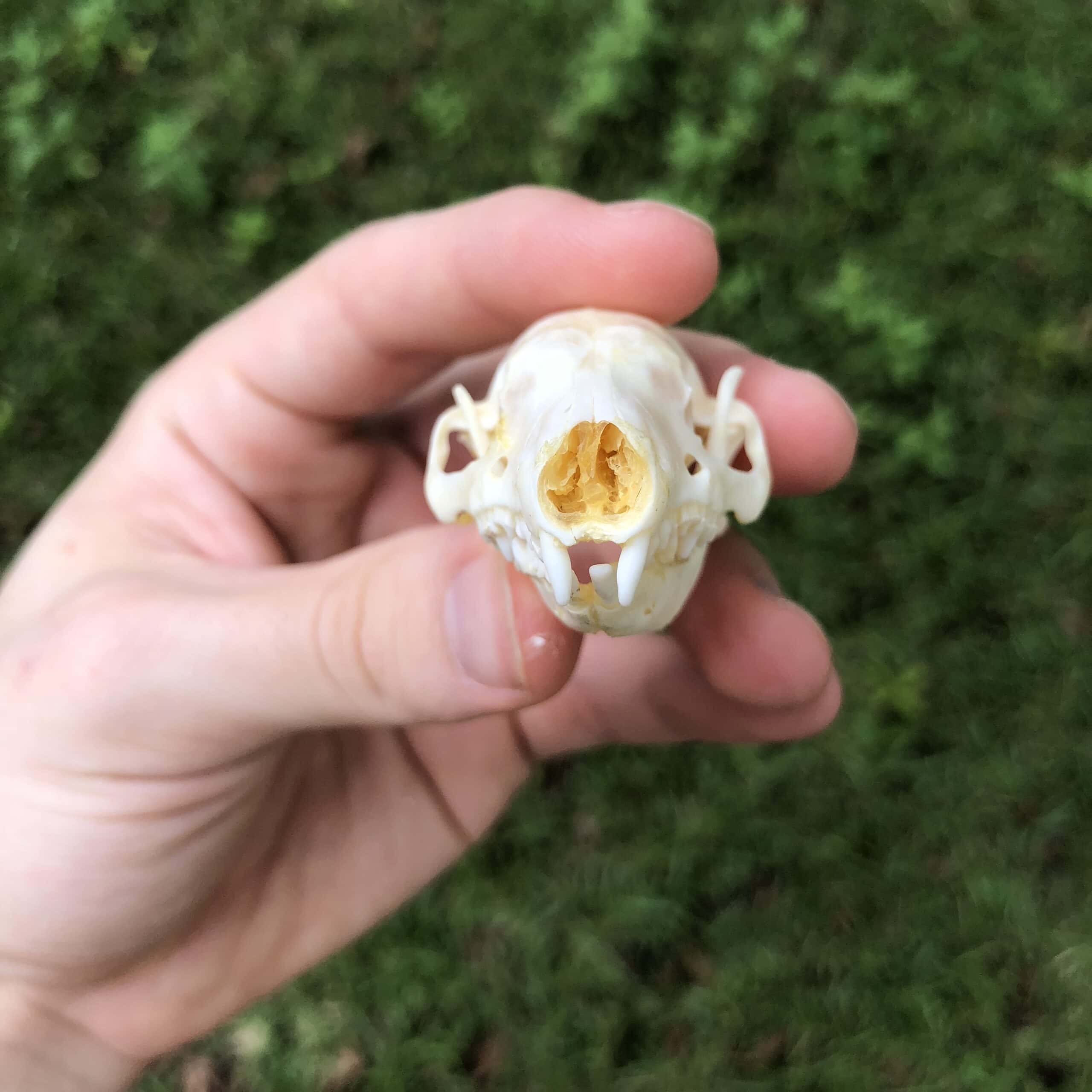 hedgehog skull showing incisors