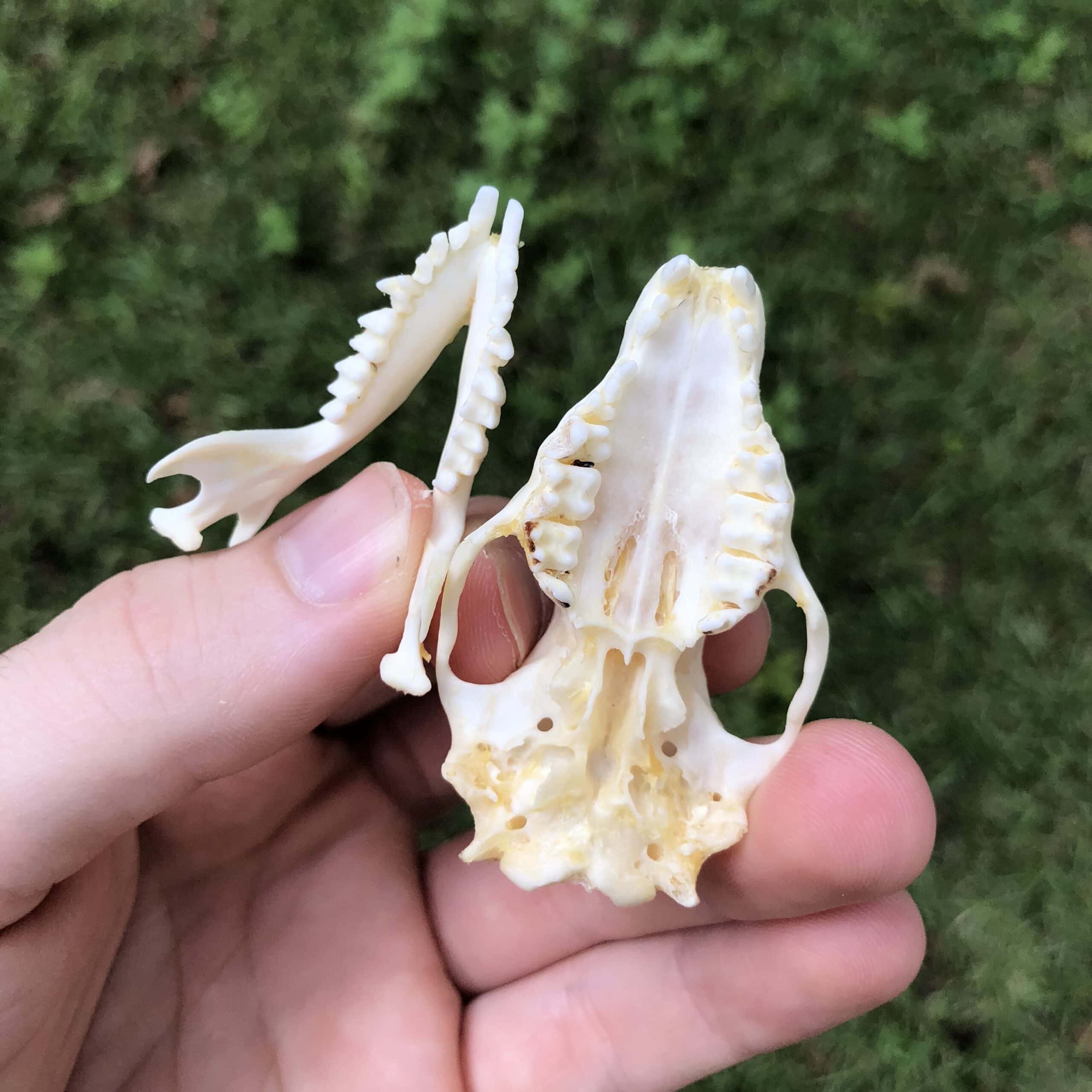 hedgehog skull showing dentition