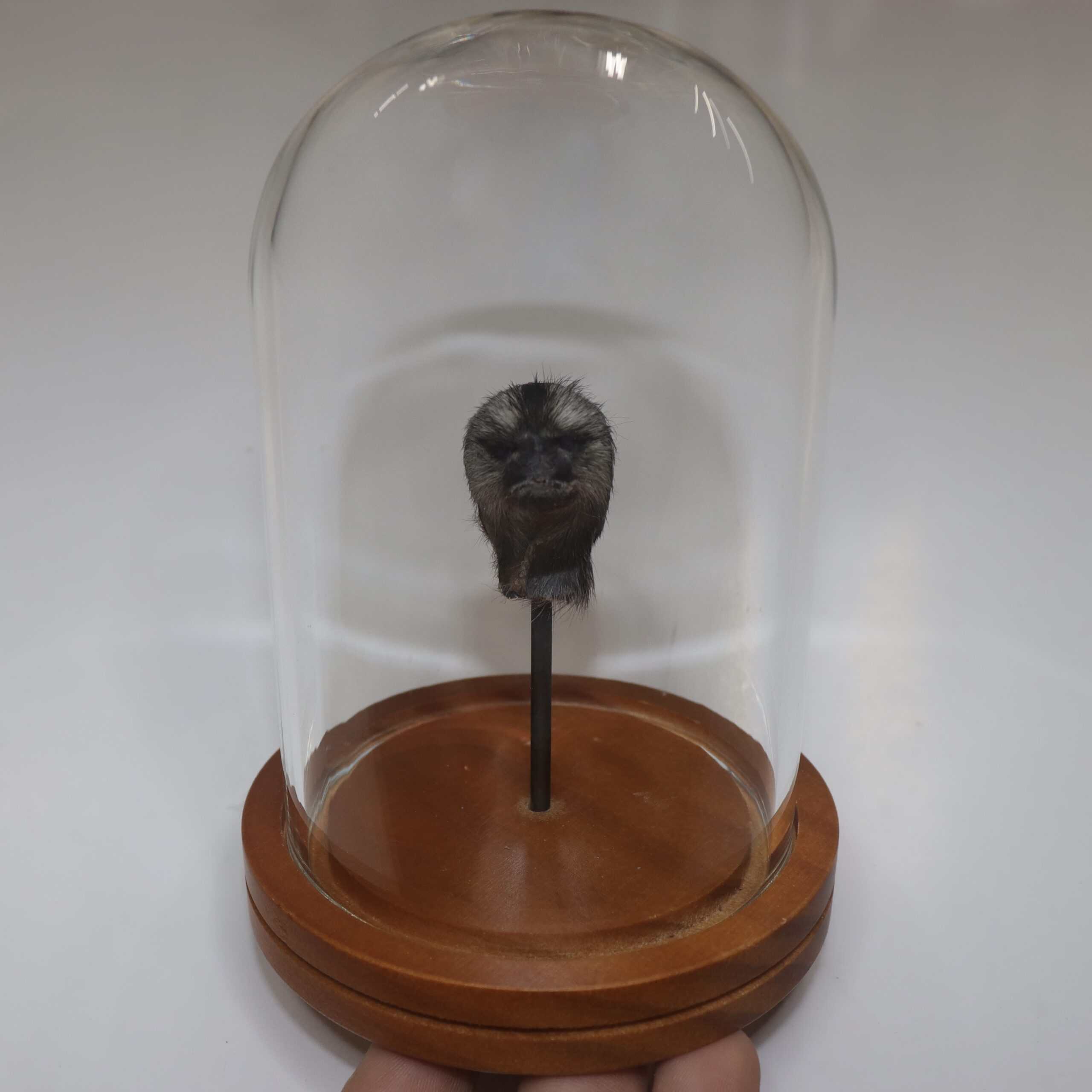 Tiny Monkey Head in Dome
