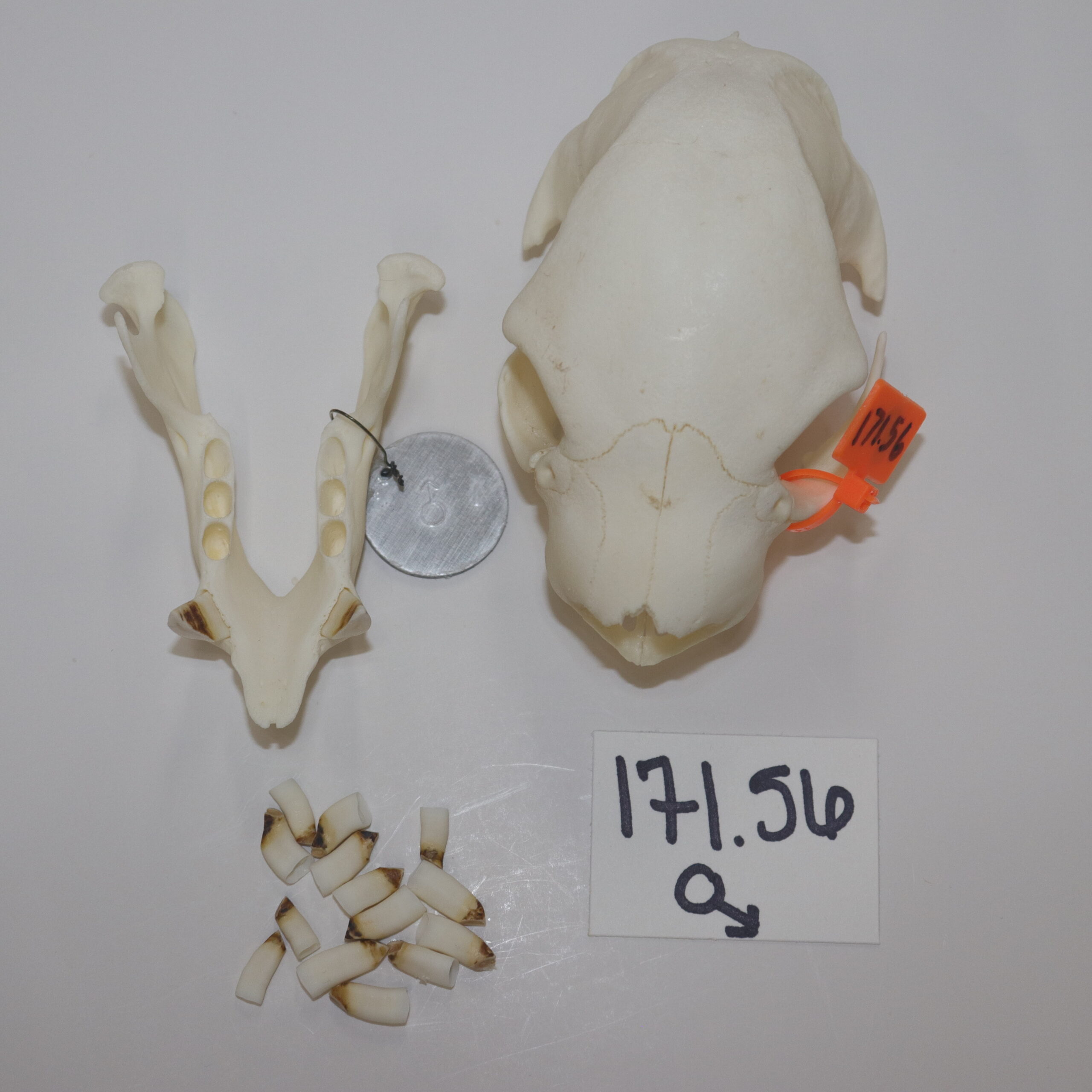 Sloth Skull