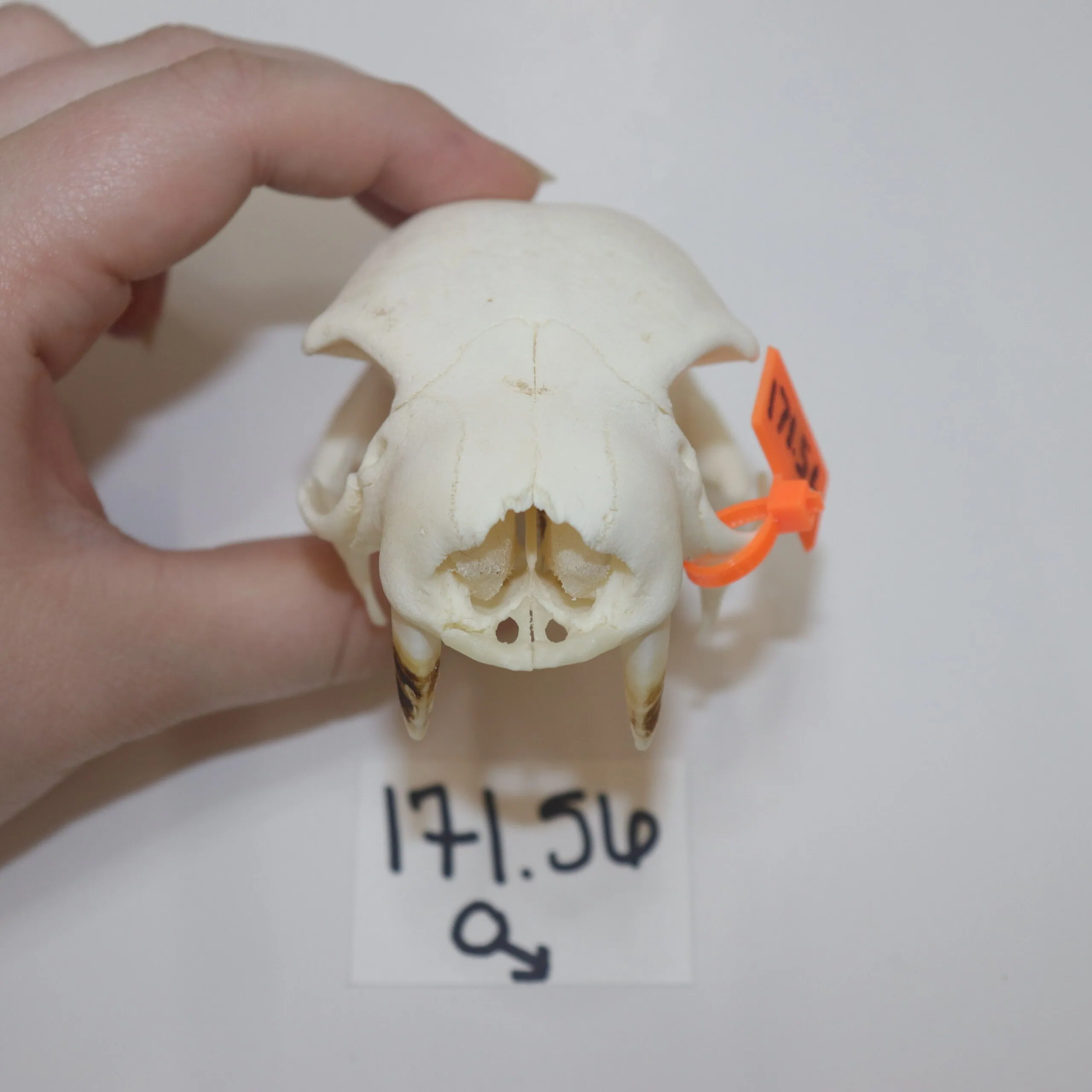 Sloth Skull