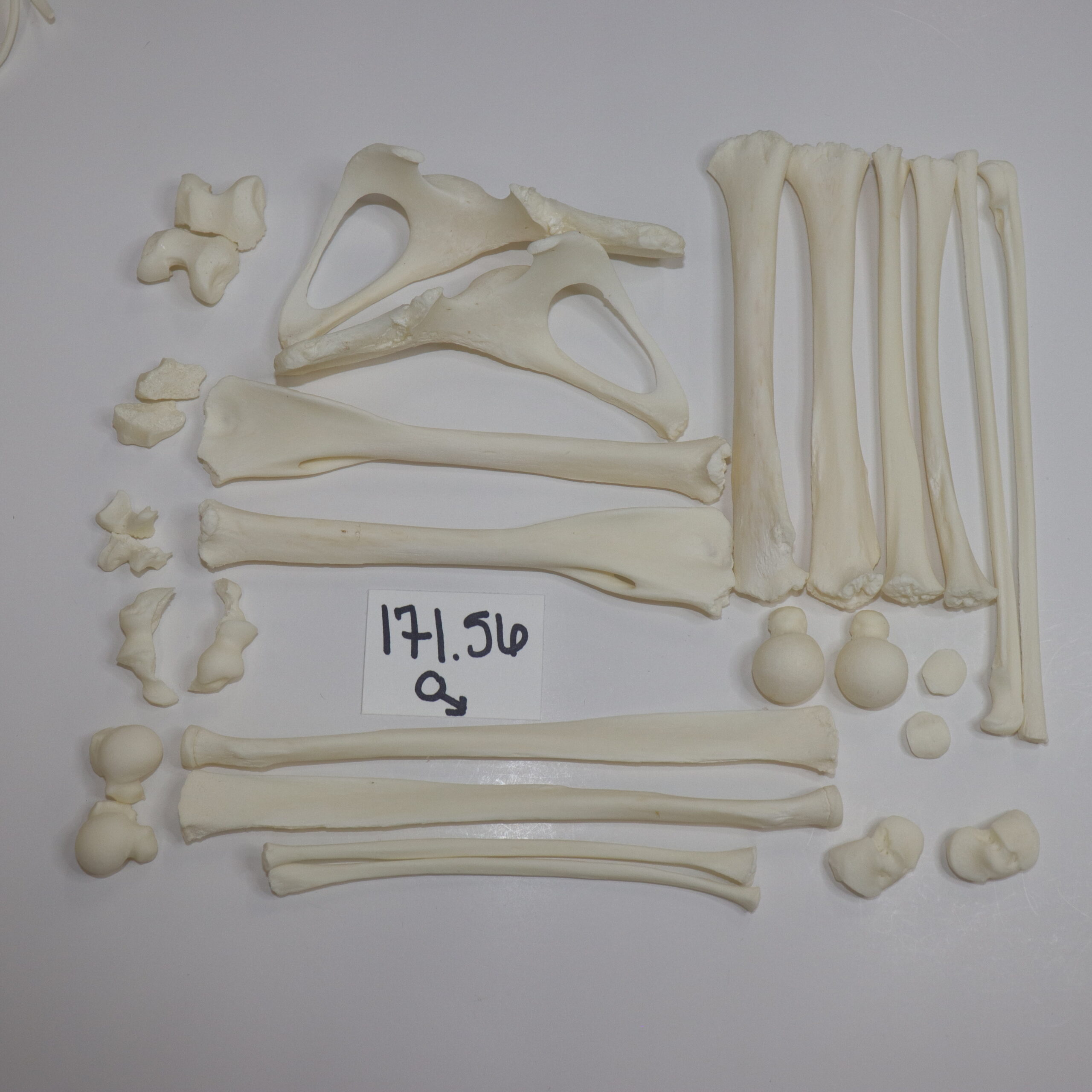 Sloth bones