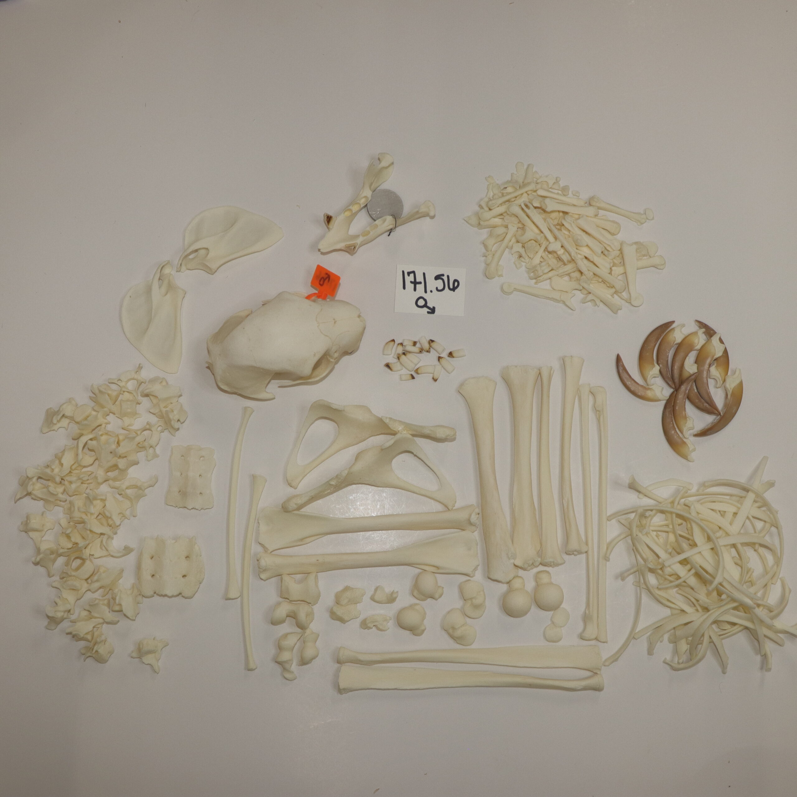 Sloth Skeleton