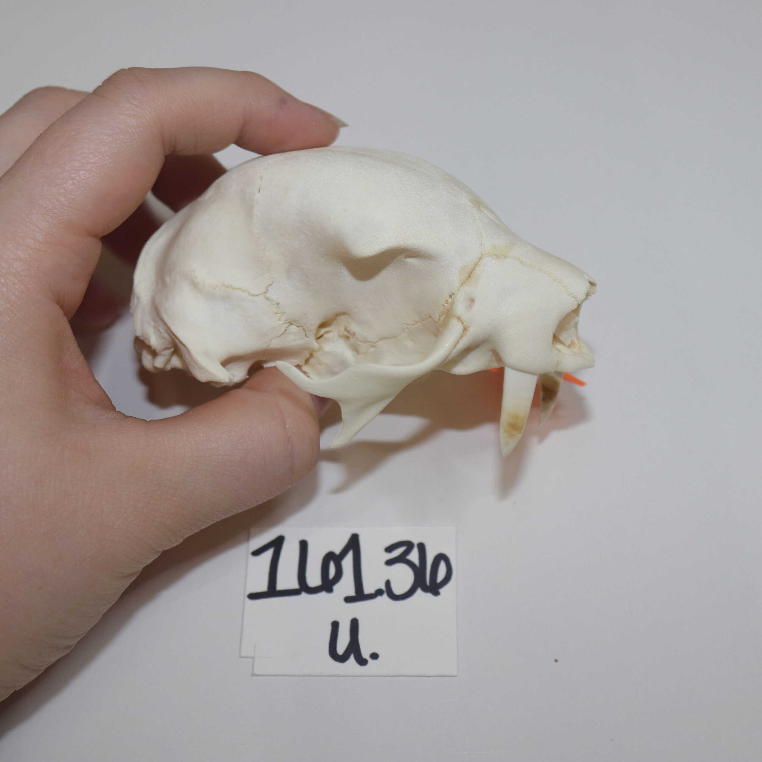 Sloth Skull