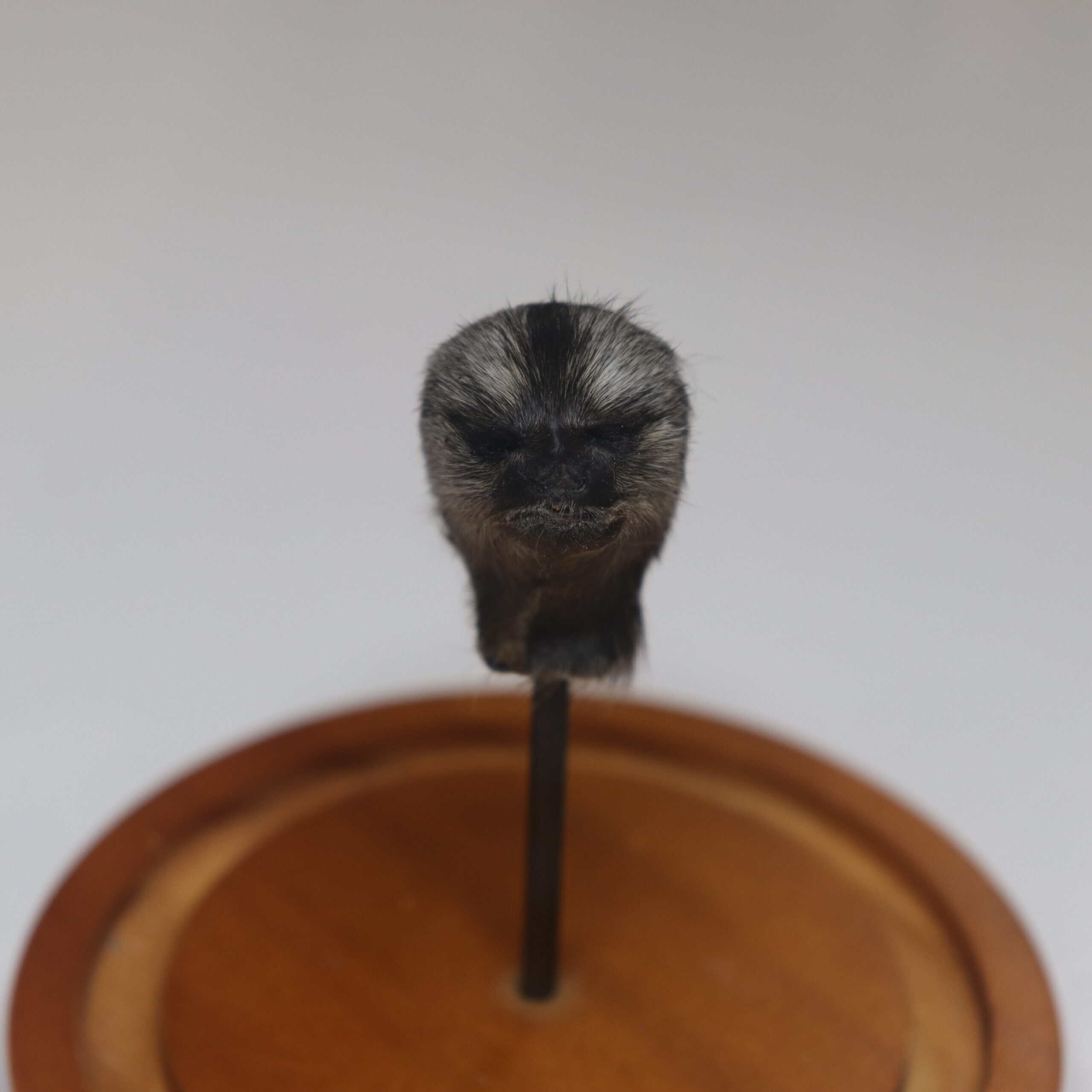 Tiny Monkey Head in Dome