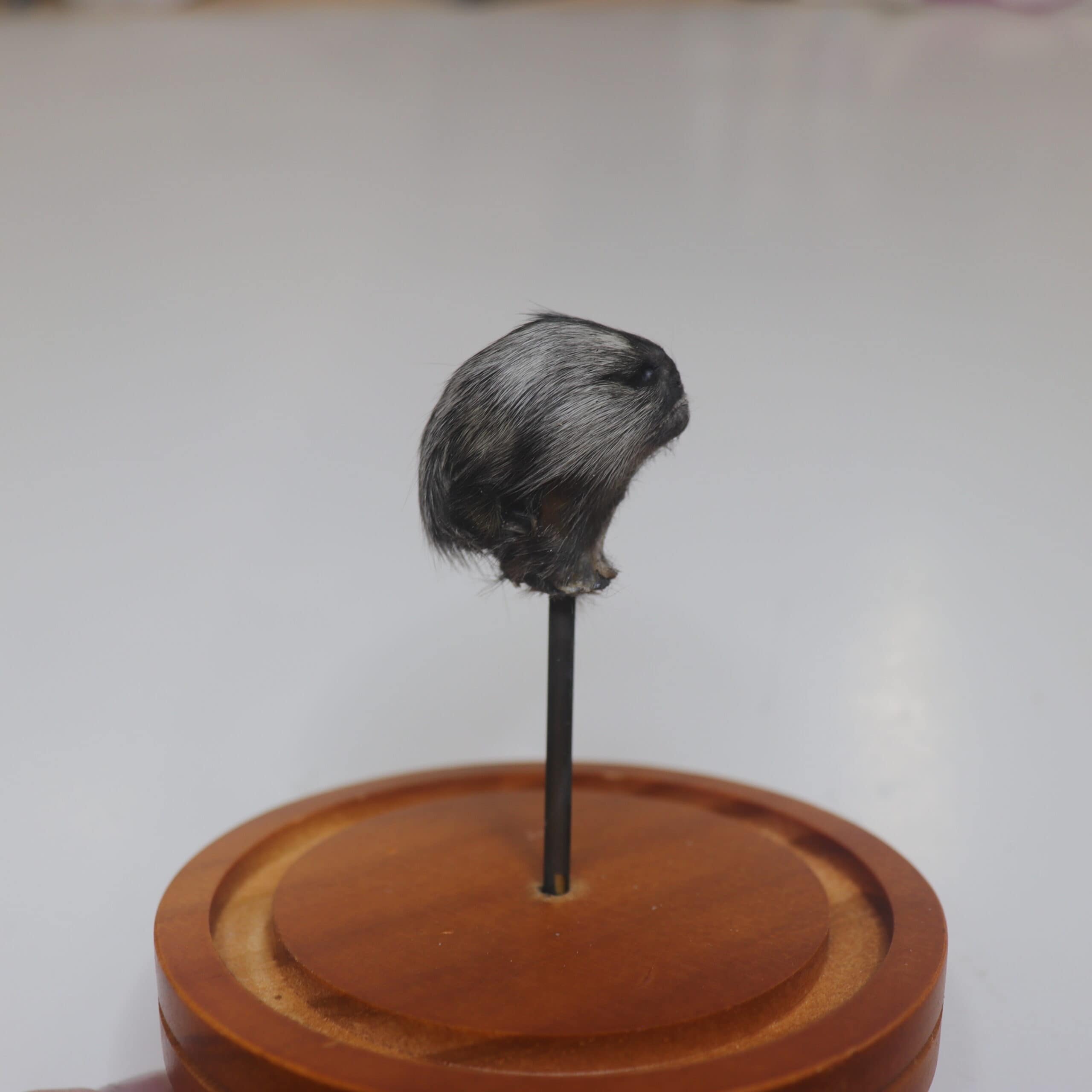 Tiny Monkey Head in Dome