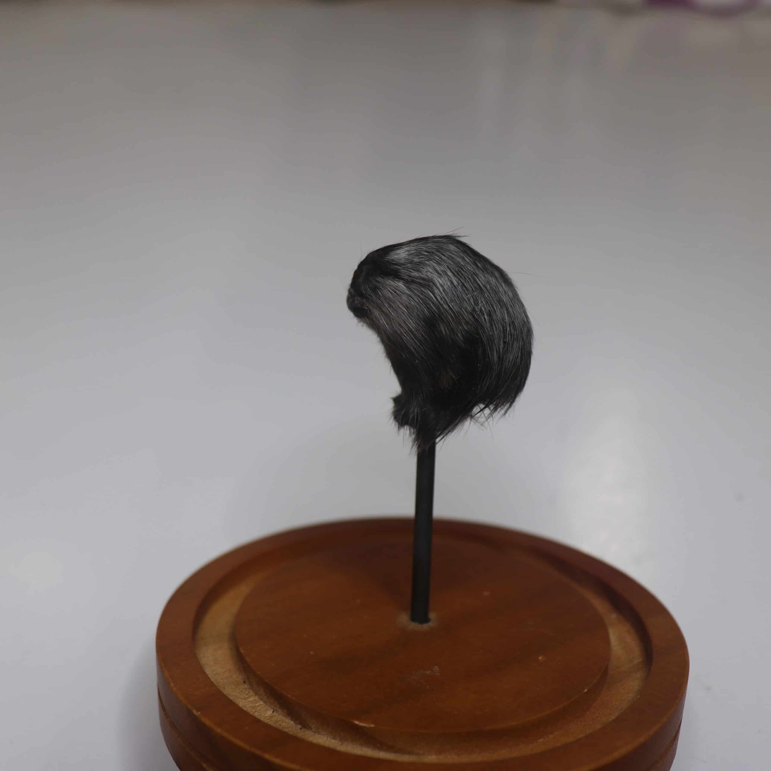 Tiny Monkey Head in Dome