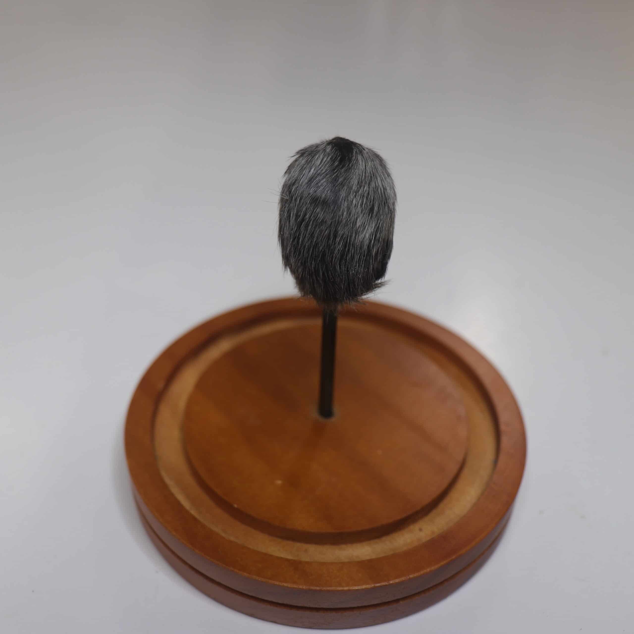 Tiny Monkey Head in Dome