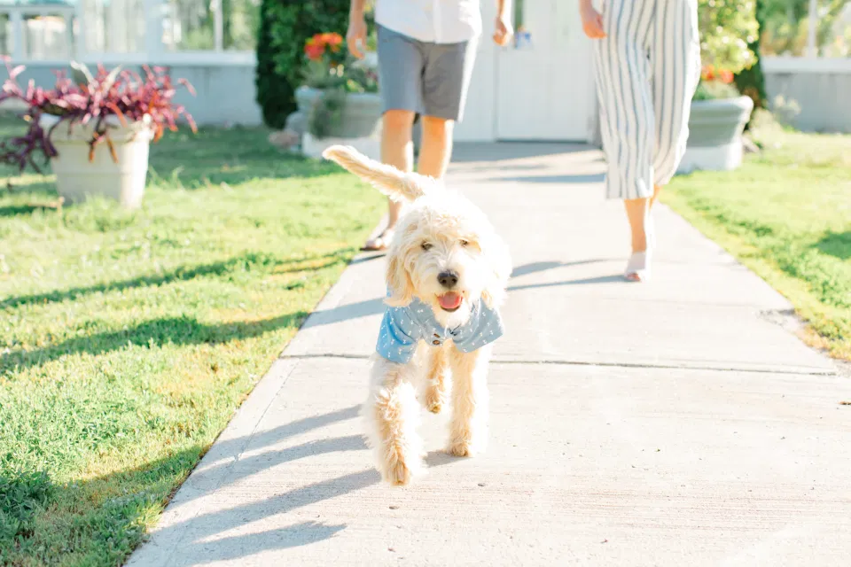 Neutral Blue/White/Grey Engagement Session Outfit Inspiration - Cute Puppy with Button up Shirt -
Grey Loft Studio - Ottawa Engagement Session - Tropical Gardens -
-Wedding Photographer Ottawa - Wedding Photo Ottawa - Ottawa Wedding Videographer - Ottawa Wedding Photography & Videography - Ottawa Photo Studio - Tropical Garden