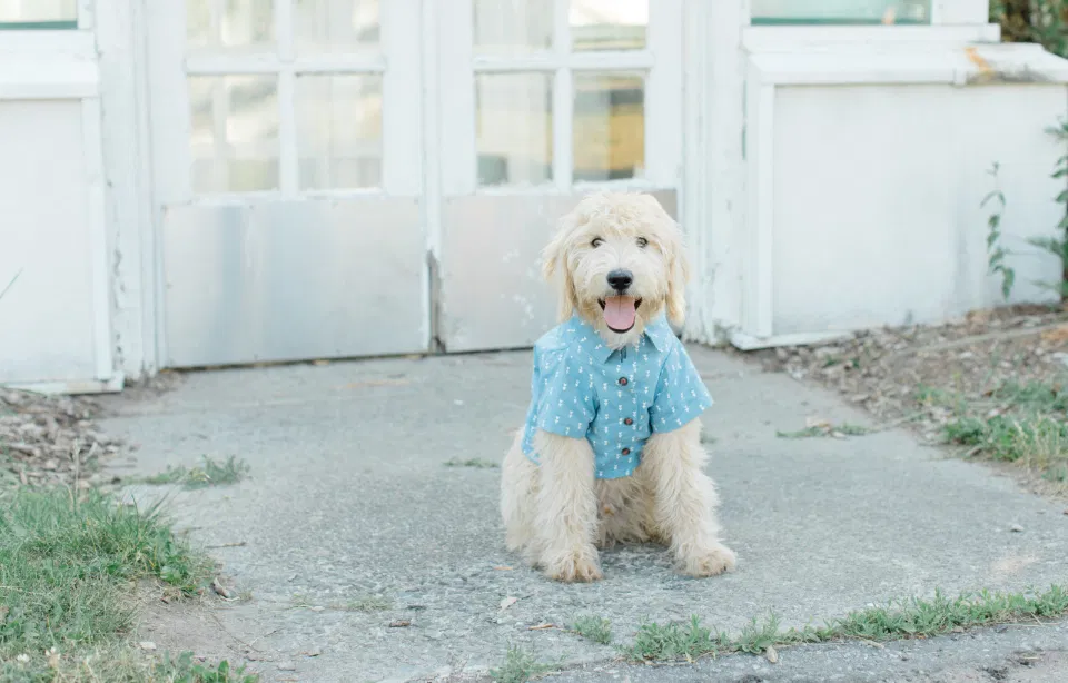 Neutral Blue/White/Grey Engagement Session Outfit Inspiration - Cute Puppy with Button up Shirt -
Grey Loft Studio - Ottawa Engagement Session - Tropical Gardens -
-Wedding Photographer Ottawa - Wedding Photo Ottawa - Ottawa Wedding Videographer - Ottawa Wedding Photography & Videography - Ottawa Photo Studio