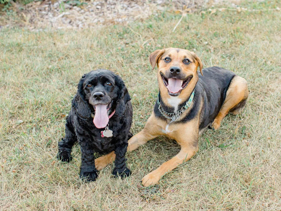 Cute Dogs Posing for Photo - Rescue Dogs Posing - Summer Engagement Session inspiration - Neutrals, Blues, Flowy Dress - Floral Print Navy - Grey Loft Studio - Ottawa Wedding Photographer - Wedding Videographer - Fun, Natural, Bright Photo Video Team. - Photographe - Greyloft - Ottawa Engagement Pictures