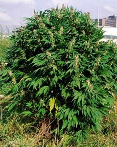 Cannabis