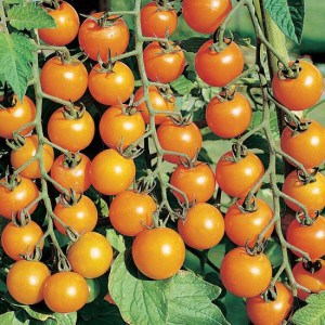Sungold F1. Kép: Thomson & Morgan