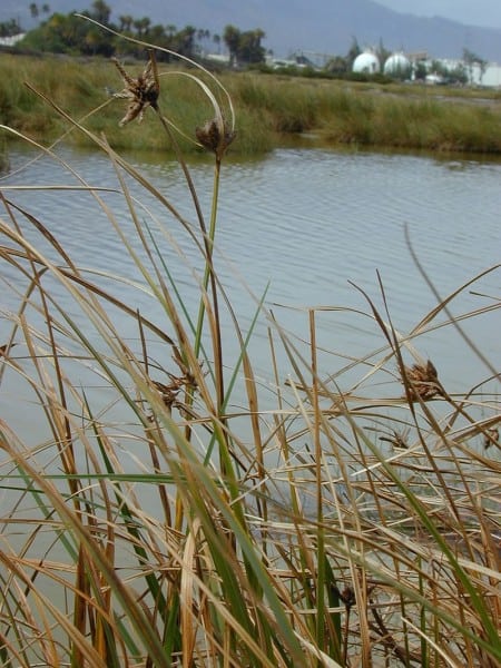 Starr_010209-0277_Bolboschoenus_maritimus