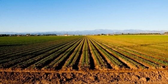 141735_22896_agrarium