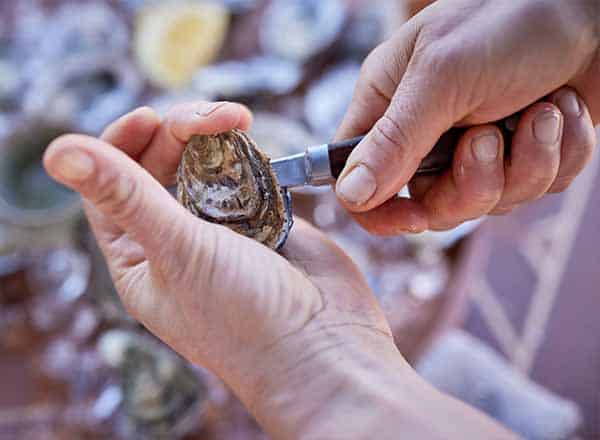 Fresh oysters served during harbour cruise experience – Splendour Tailored Tours