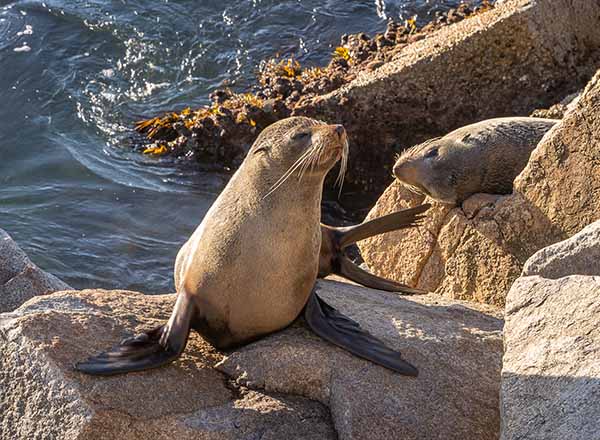 Seals sunning themselves on Montague Island, NSW