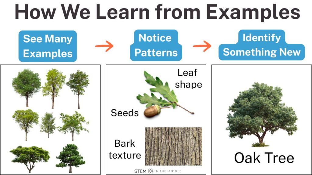 This image is titled "How We Learn from Examples." It shows a table with three columns. The first column is labeled "See Many Examples." It shows pictures of 8 different types of trees. The middle column is labeled "Notice Patterns." It has a zoomed in picture showing an oak tree leaf, an acorn, and oak tree bark. The third column is labeled "Identify something new." It has a picture of a new tree and it is labeled "oak tree" underneath.