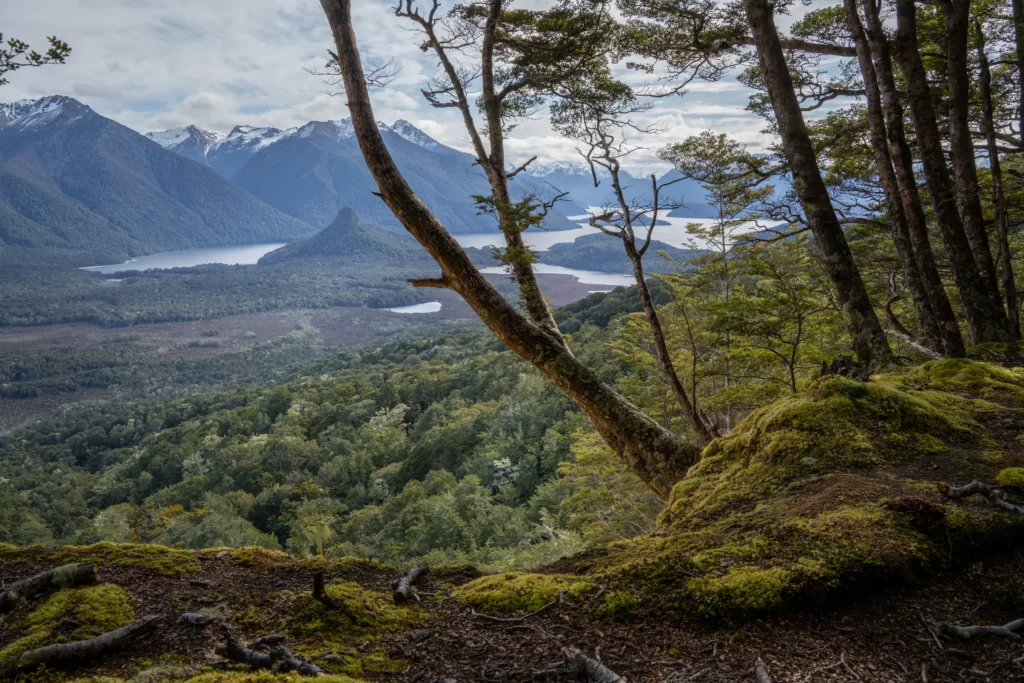 View of mountains from Circle Track in Manapouri