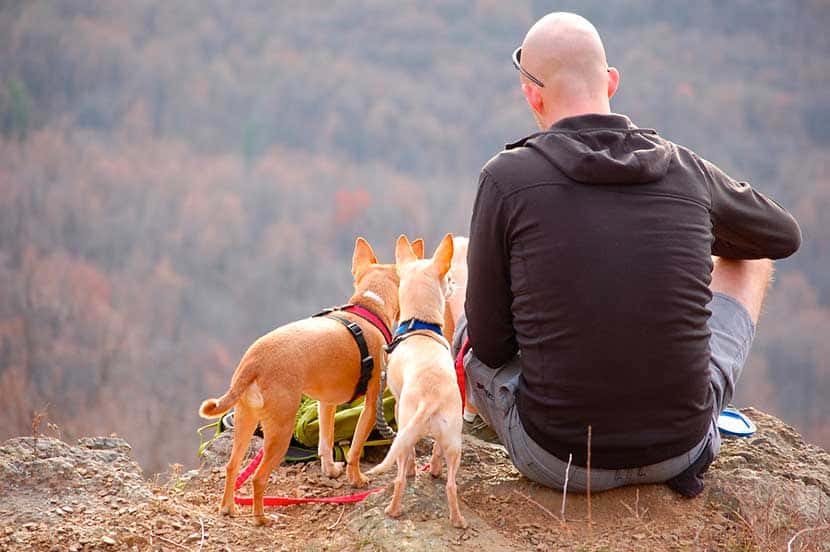 Viajar con perro a Marruecos