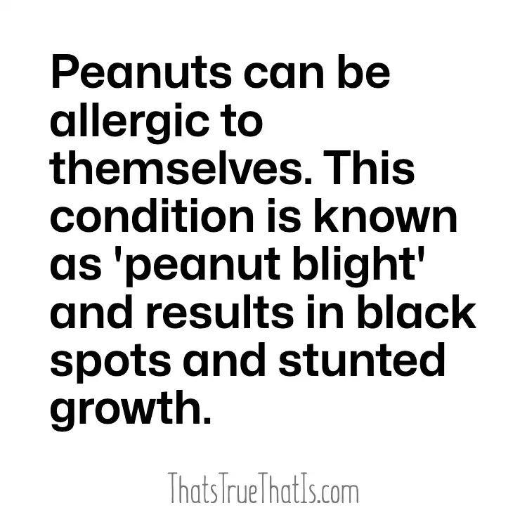Peanuts can be allergic to themselves. This condition is known as 'peanut blight' and results in black spots and stunted growth.
