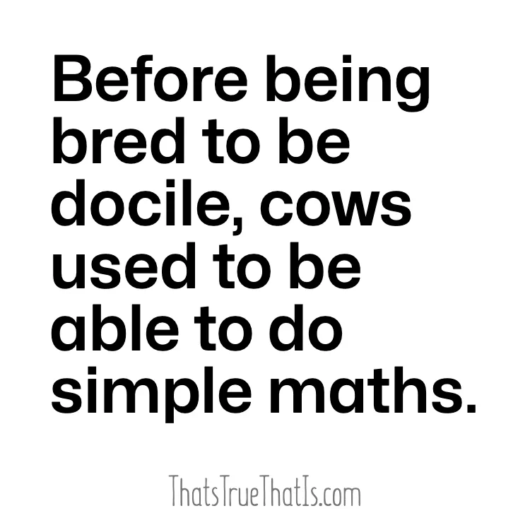 Before being bred to be docile, cows used to be able to do simple maths.