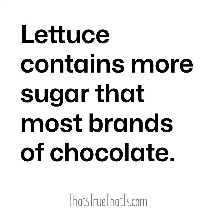 Lettuce contains more sugar that most brands of chocolate.
