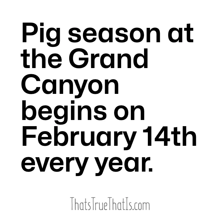 Pig season at the Grand Canyon begins on February 14th every year.